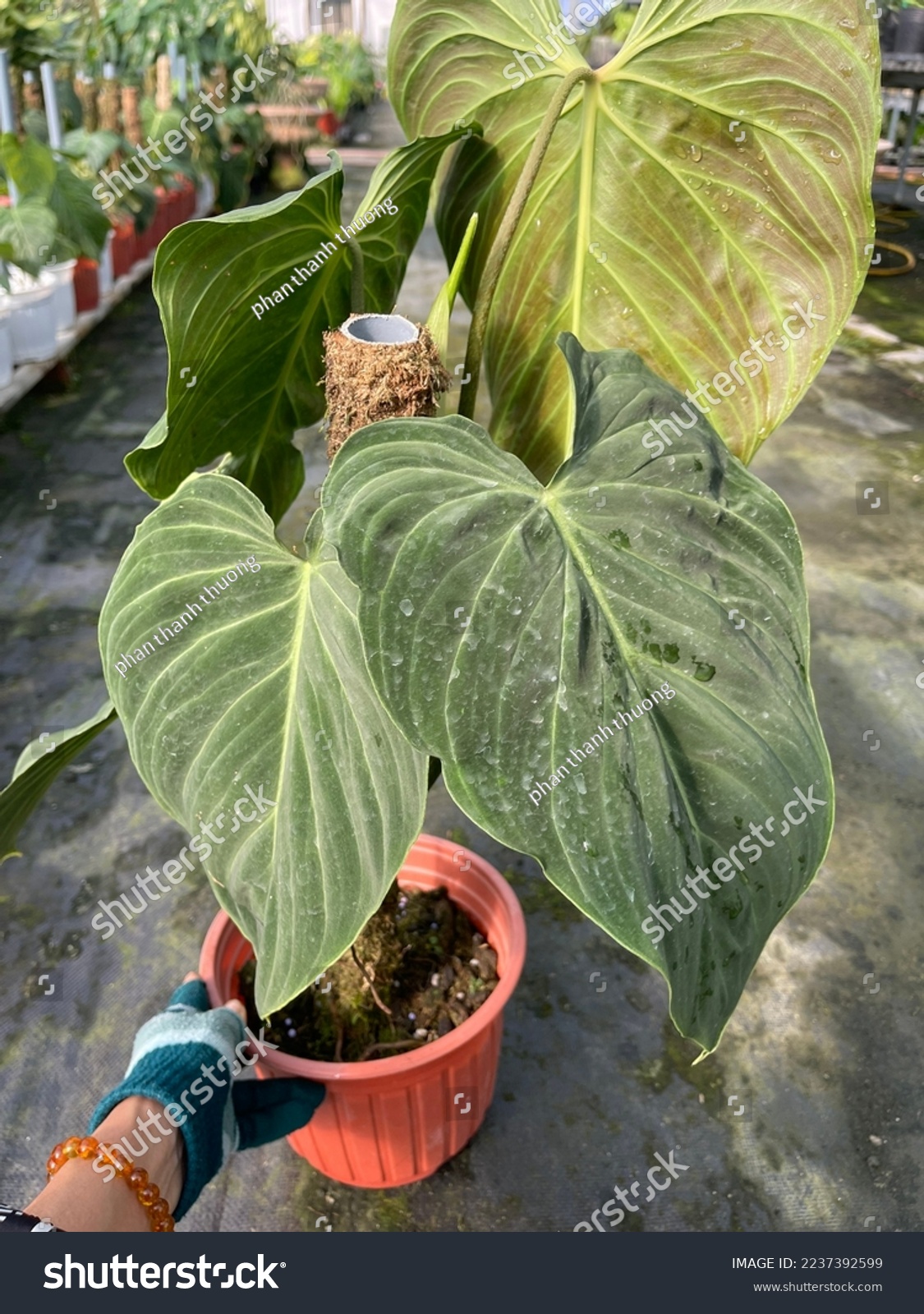 Philodendron Splendid, The philodendron splendid is considered a rare plant, Philodendrons originate in tropical locations where the temperatures are consistently warm #2237392599