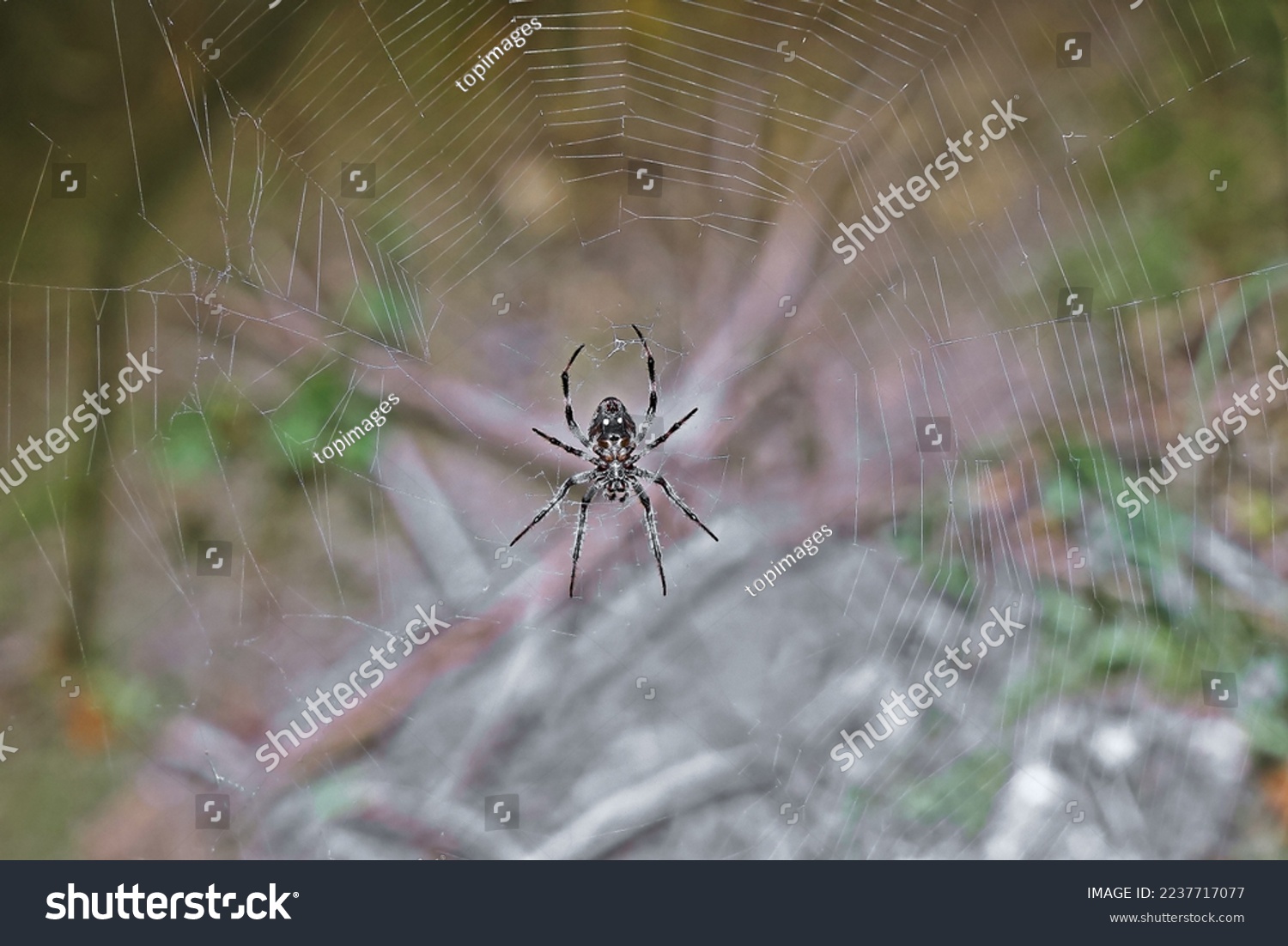 Barn spider spins a web #2237717077
