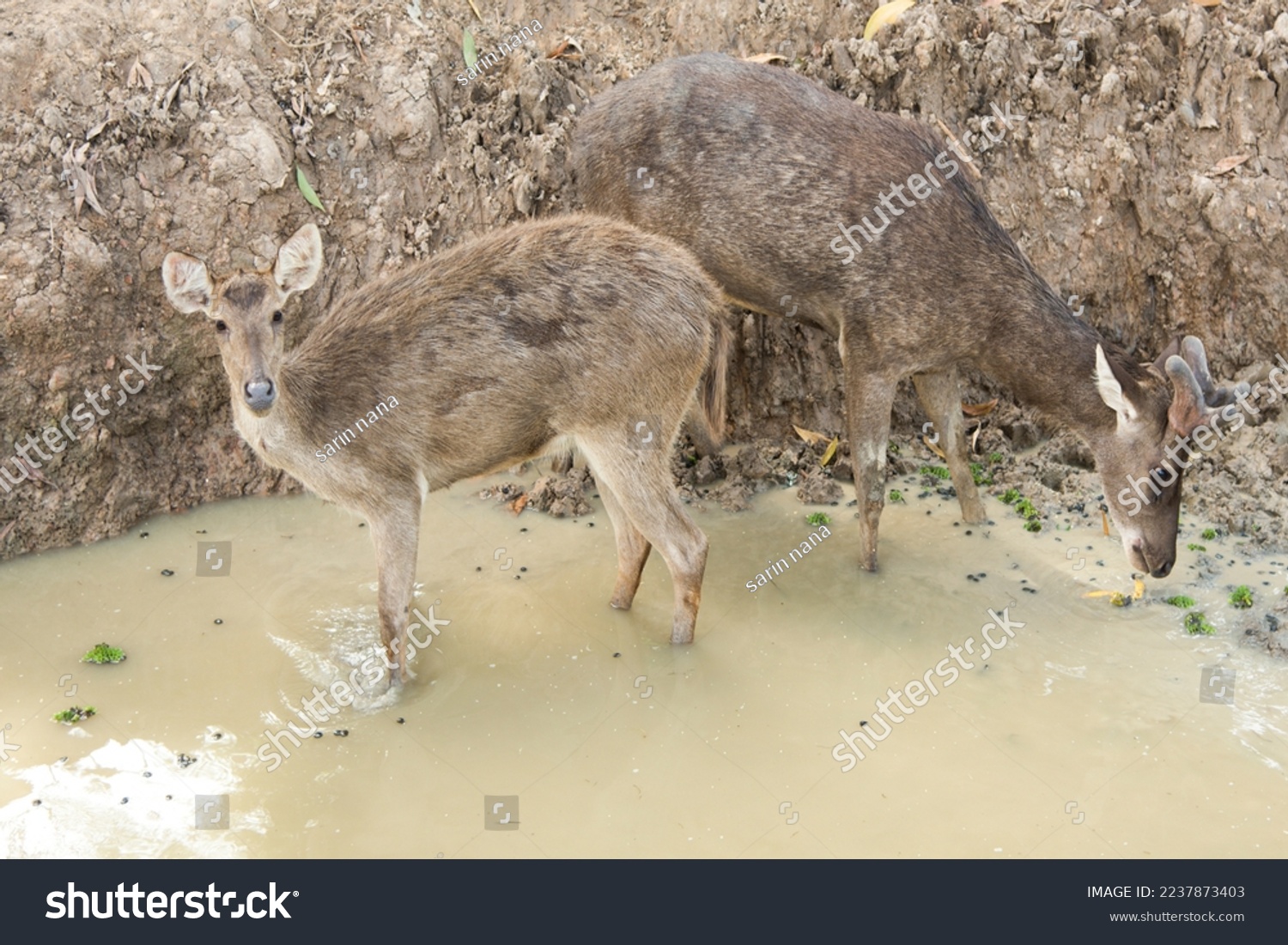Rusa Deer,Javan Deer(Rusa timorensis)Cervus celebensis. Herbivores, especially leaves. that are almost on the verge of extinction. Therefore, it is popularly raised to cut antlers, make medicine. #2237873403