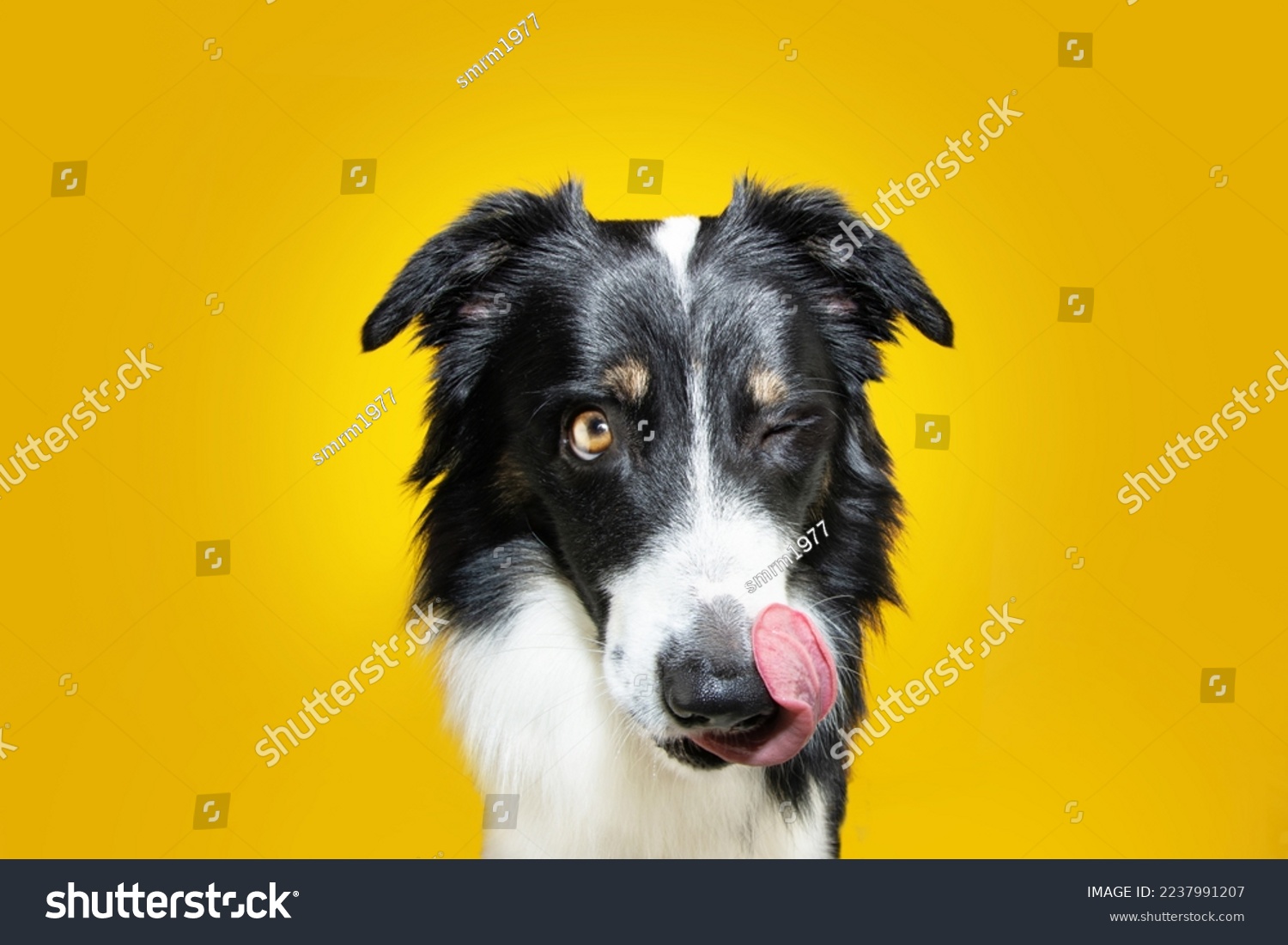 Hungry border collie dog linking it nose with tongue and eating. Isolated on yellow colored background #2237991207