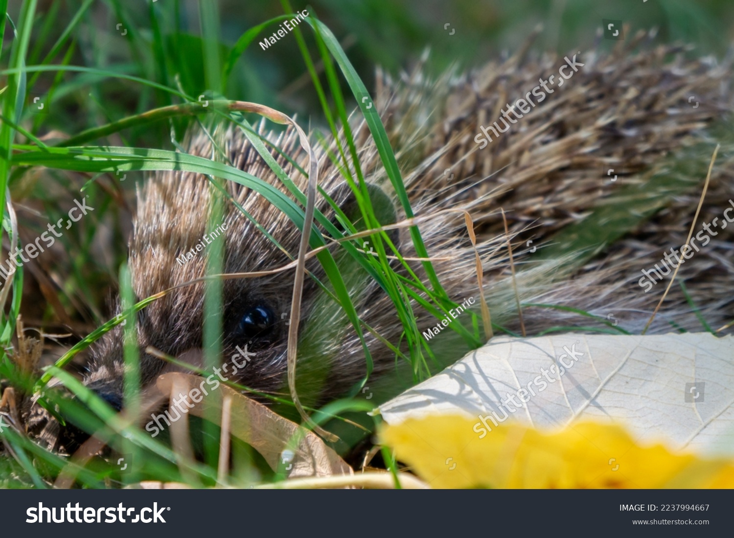 A small hedgehog hiding among the blades of grass and leaves, looking at the camera. #2237994667