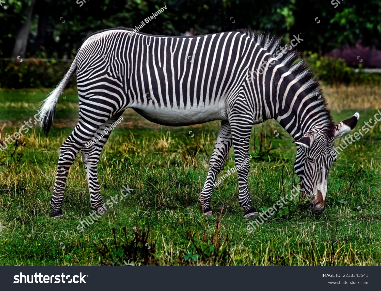 Grevy`s zebra grazing on the lawn. Latin name - Equus grevyi
 #2238343541