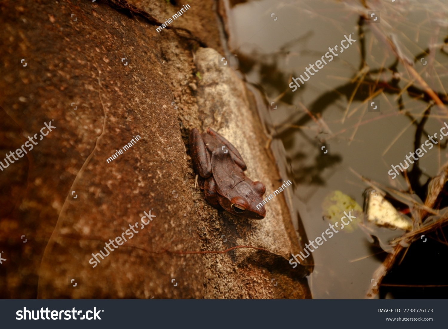 A Xenophrys lekaguli frog camouflaged against the surrounding in Preah Monivong National Park or Bokor Mountains in Kampot, Cambodia #2238526173