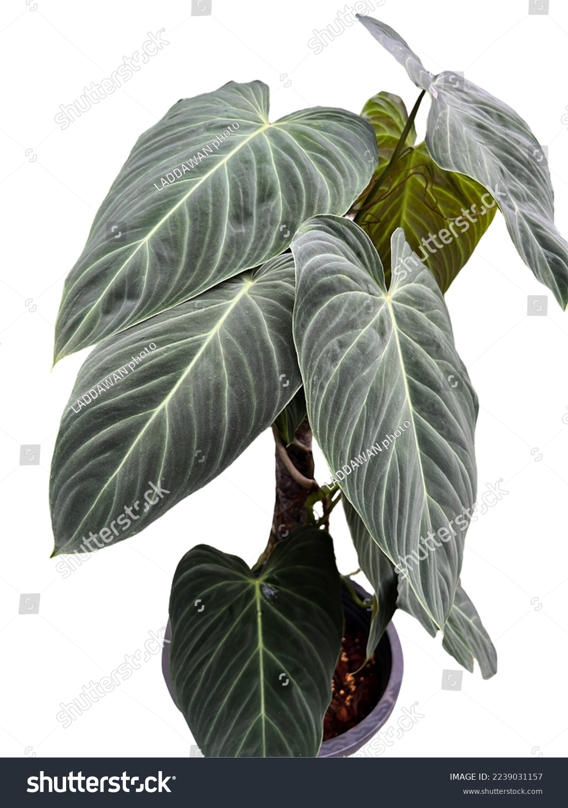 Bush of Philodendron splendid  with unique green leaves, growth in a pot, isolated on white background.  #2239031157