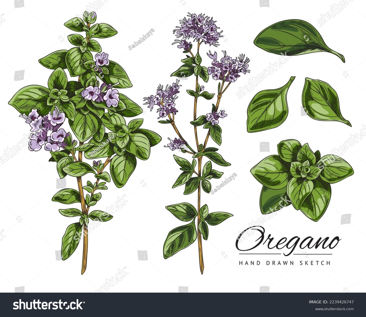 Oregano branches with leaves and flowers, sketch vector illustration isolated on white background. Set of hand drawn oregano herbs. Delicious plant for cooking. #2239426747