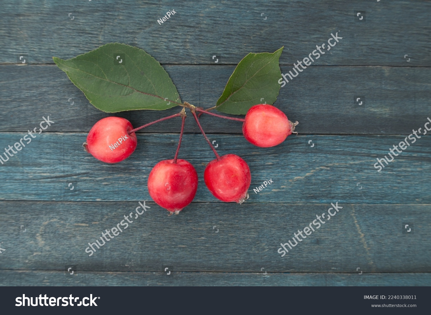 Crabapple or Siberian crab apple (Malus baccata) on blue wooden vintage background, top view with copy space #2240338011
