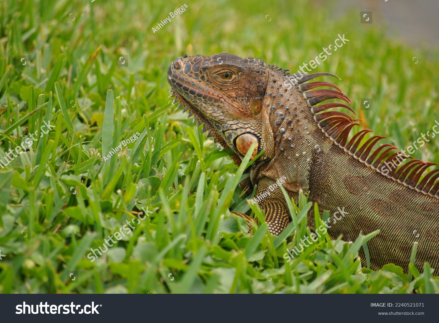 Close up on a wild iguana in south Florida sitting in grass. #2240521071