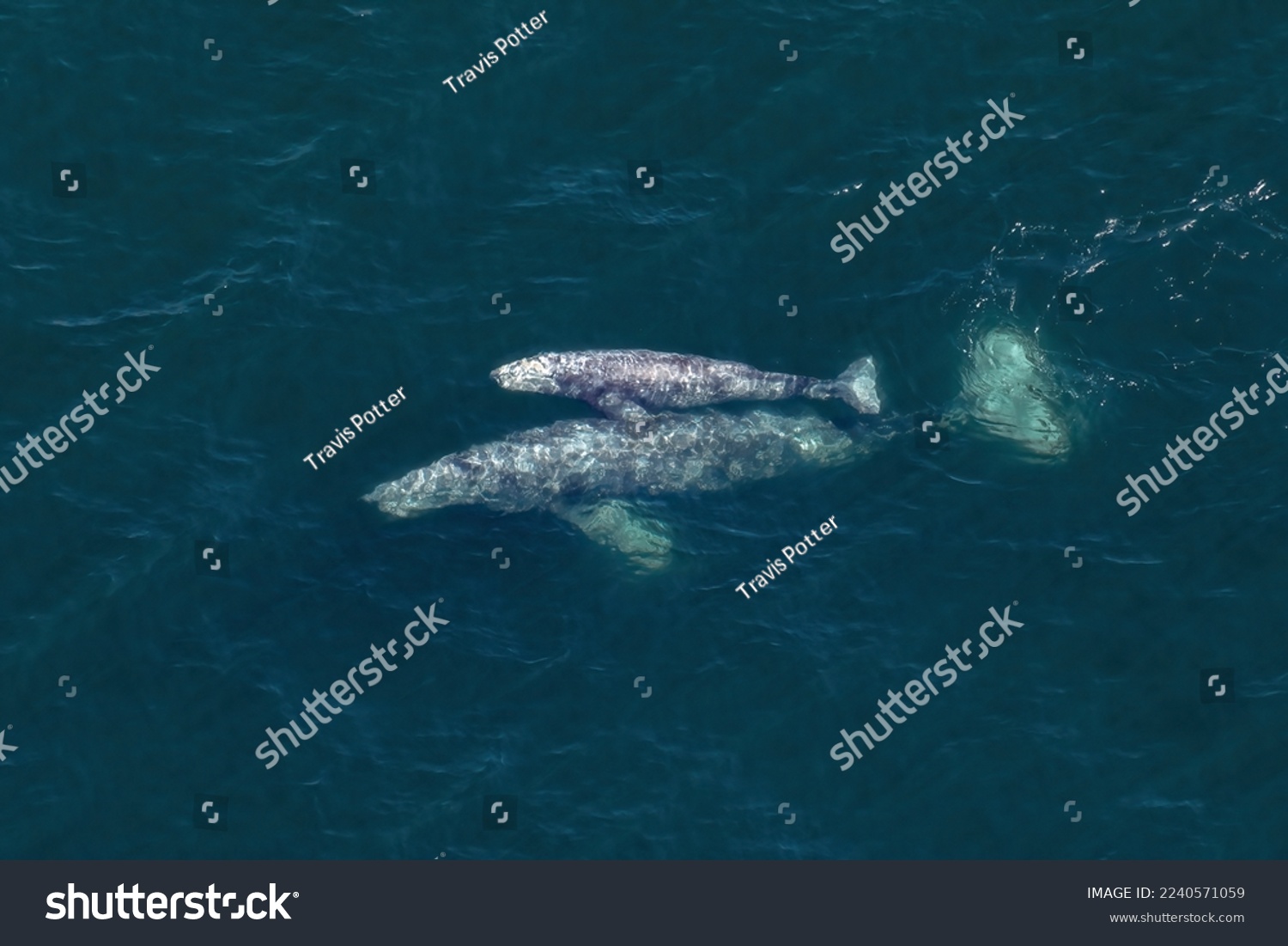 Parent and Offspring

A pair of Gray Whales (Eschrichtius robustus), a Cow and Calf, skim just below the surface of the deep blue California waters. They travel to warm tropical seas in wintertime #2240571059