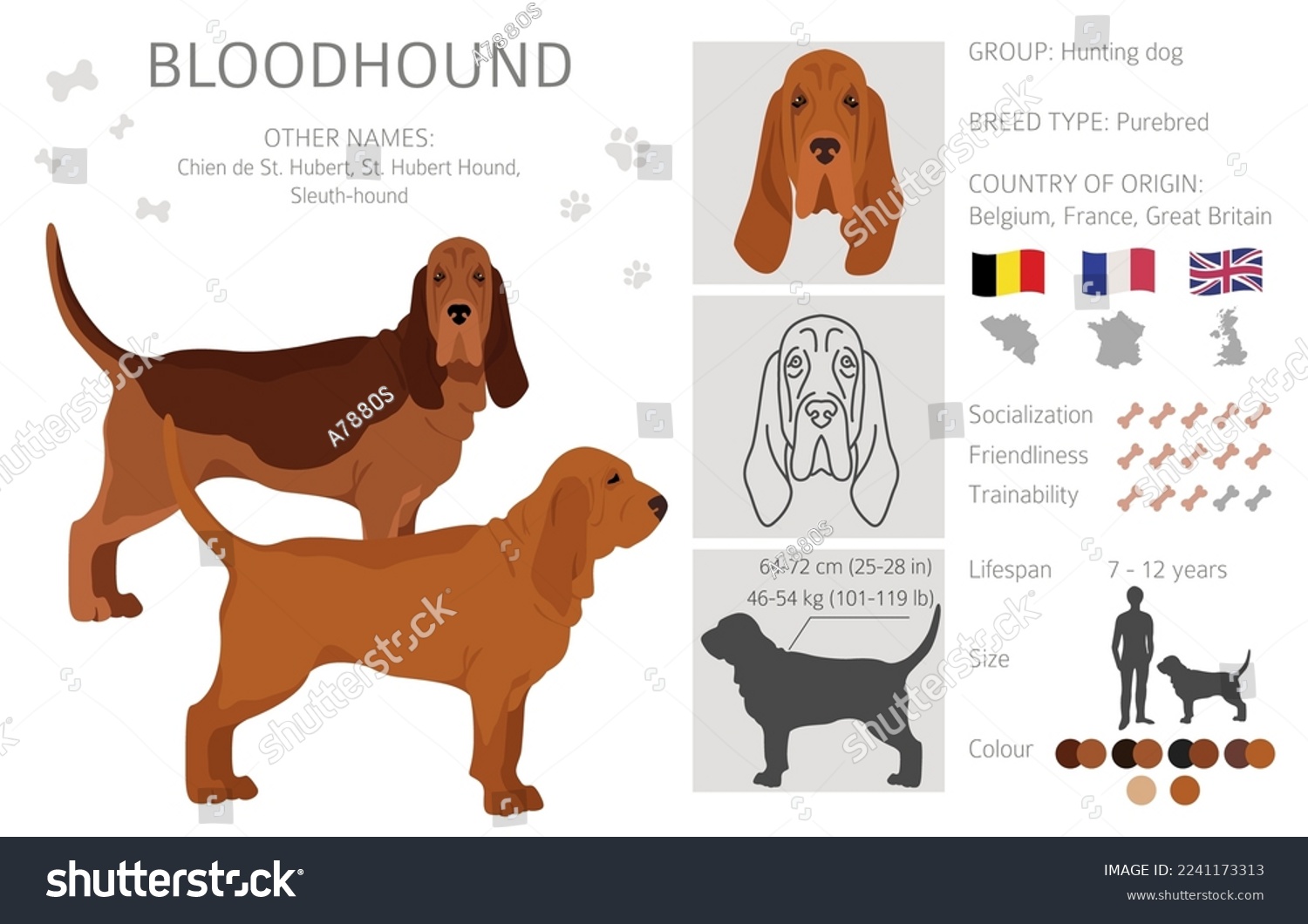 Bloodhound Dog Clipart. All Coat Colors Set. - Royalty Free Stock ...