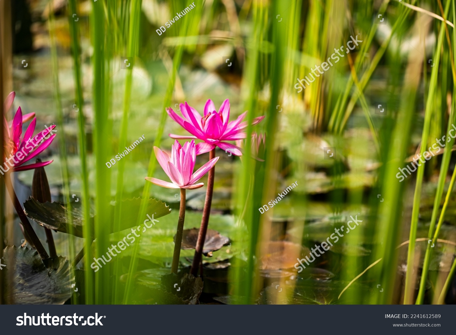 Nelumbo nucifera, also known as sacred lotus, Laxmi lotus, Indian lotus,[1] or simply lotus, is one of two extant species of aquatic plant in the family Nelumbonaceae. It is also called water lily #2241612589