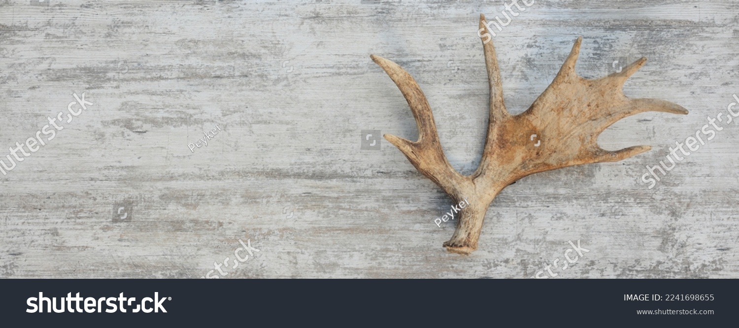 Moose horns isolated on wooden background #2241698655