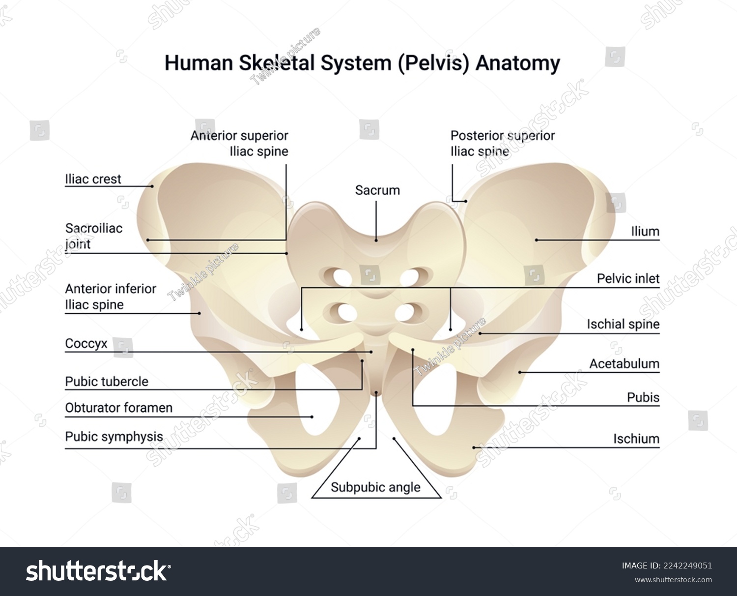 Human skeletal system pelvis anatomy, medical - Royalty Free Stock ...