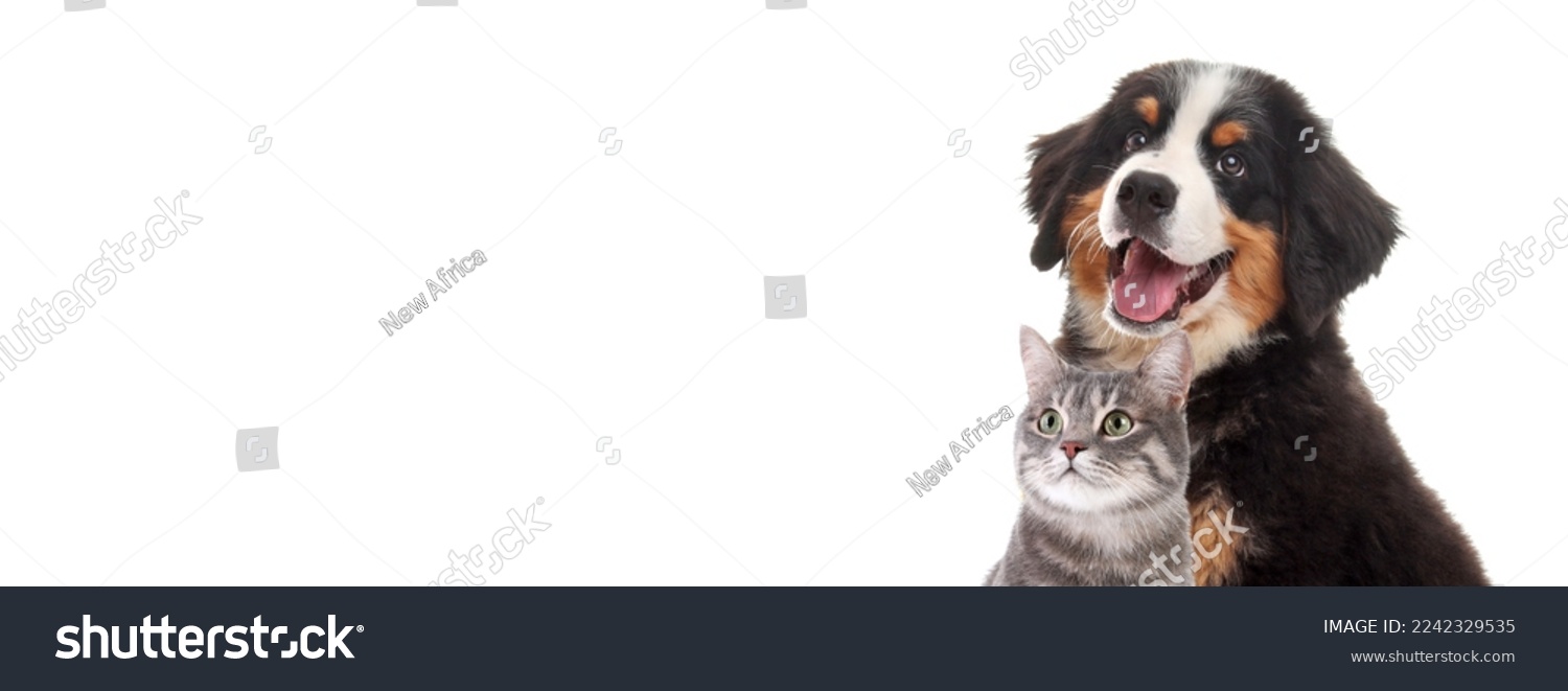 Happy pets. Adorable Bernese Mountain Dog puppy and gray tabby cat on white background. Banner design #2242329535