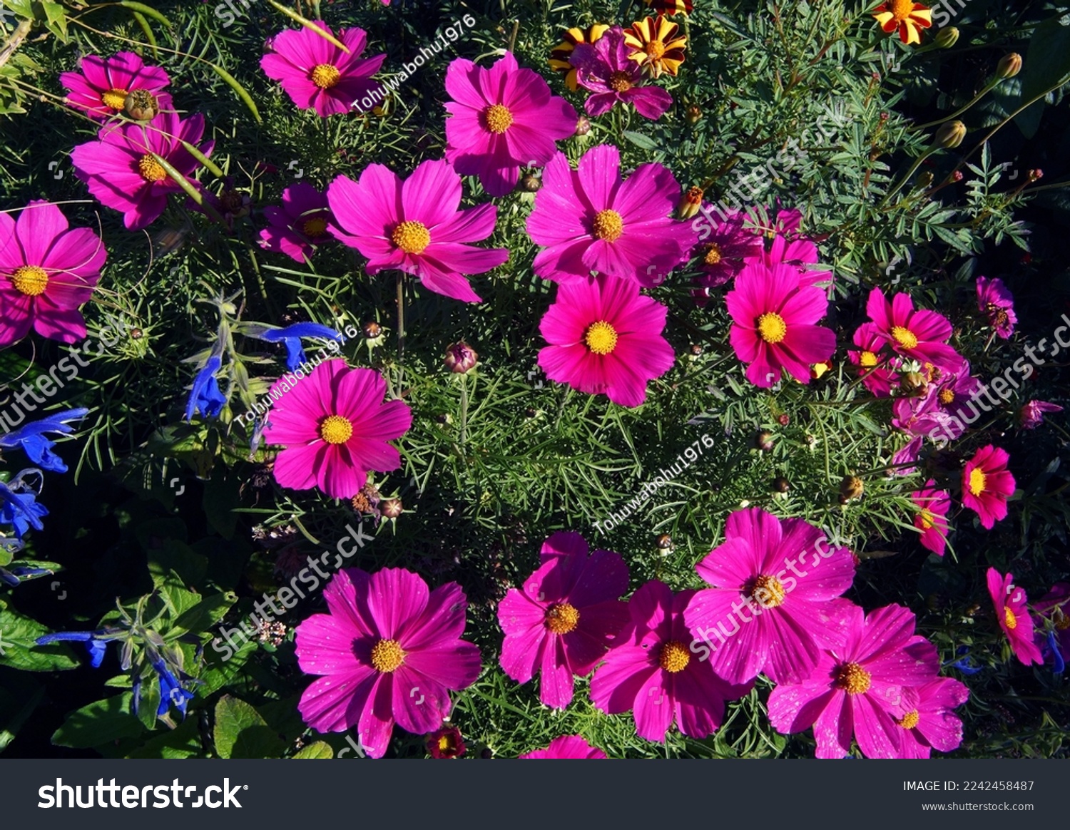         beautiful pink cosmos flowers in the garden                        #2242458487
