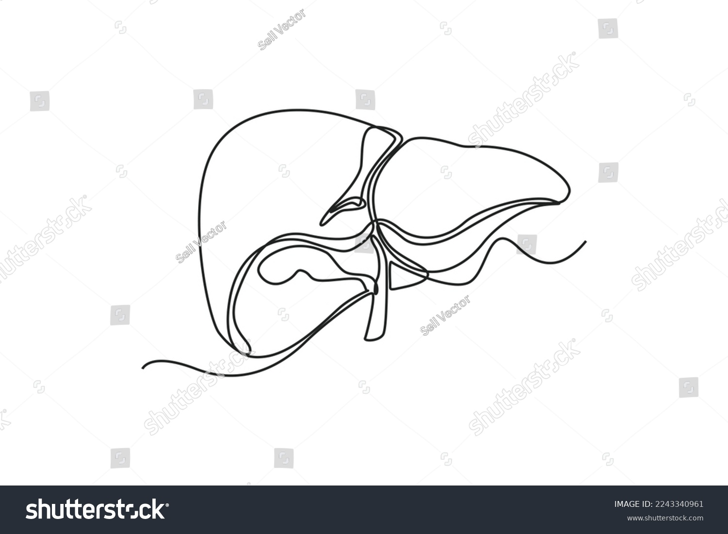 Single one line drawing liver anatomy. Human - Royalty Free Stock ...