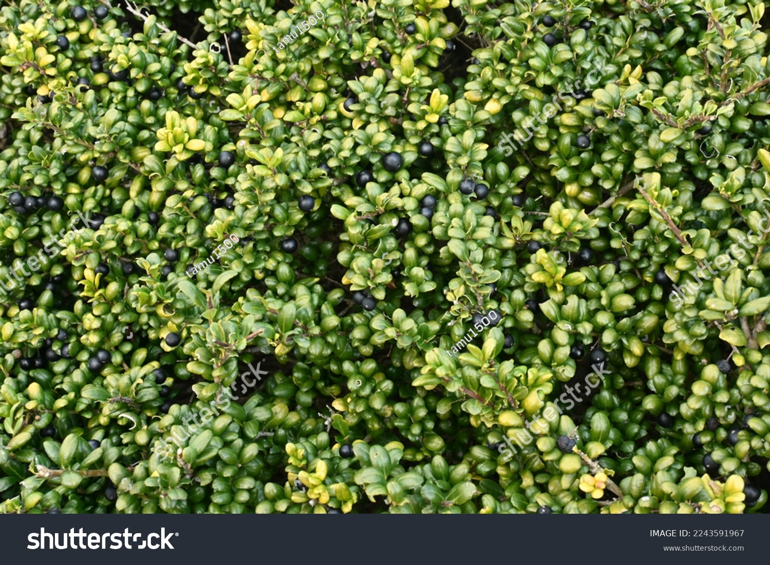 Irex crenata  Convexa  ( Mametsuge holly ) tree leaves and berries.
Aquifoliaceae evergreen shrub. #2243591967