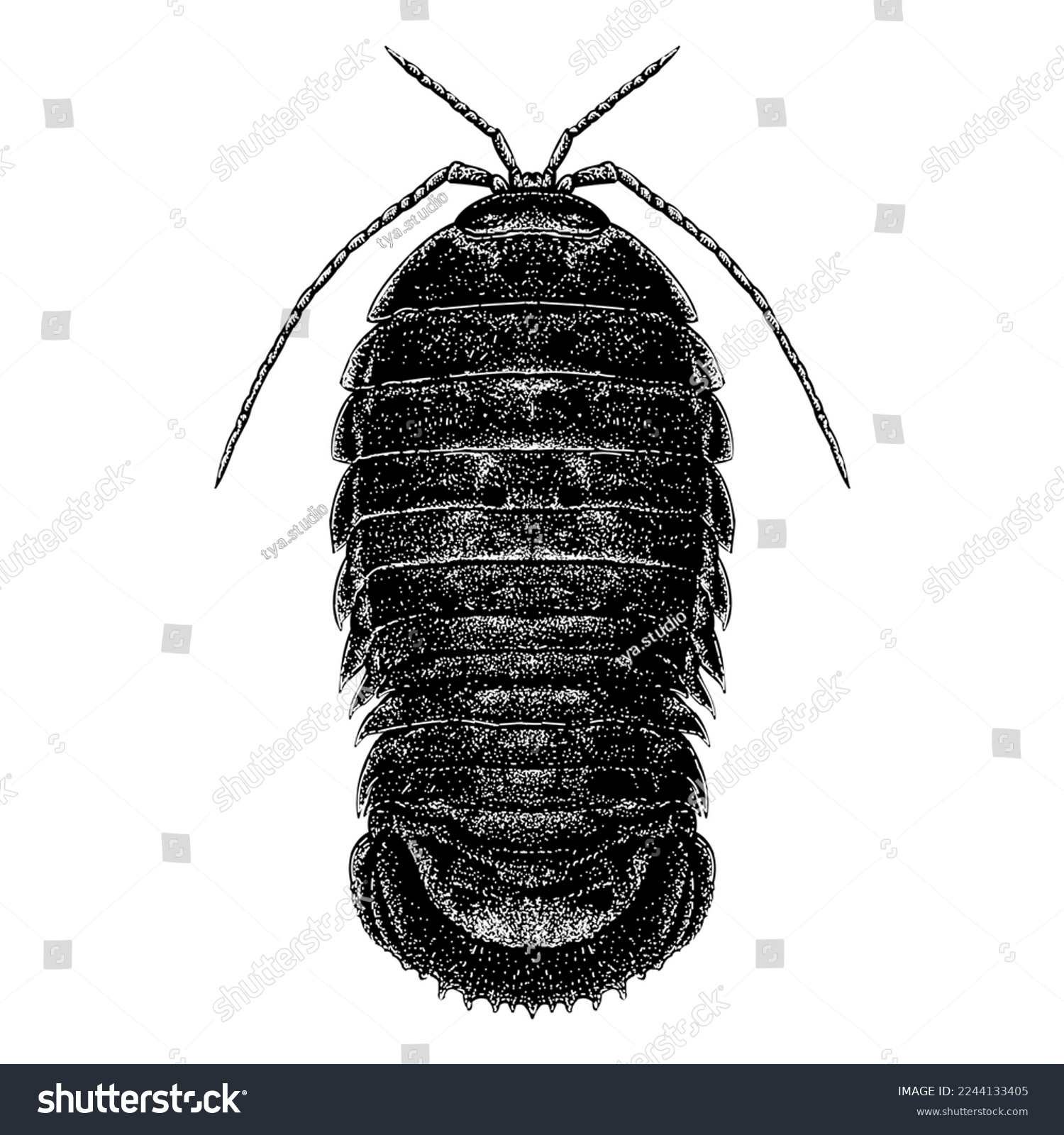 Giant Isopod hand drawing vector isolated on - Royalty Free Stock ...