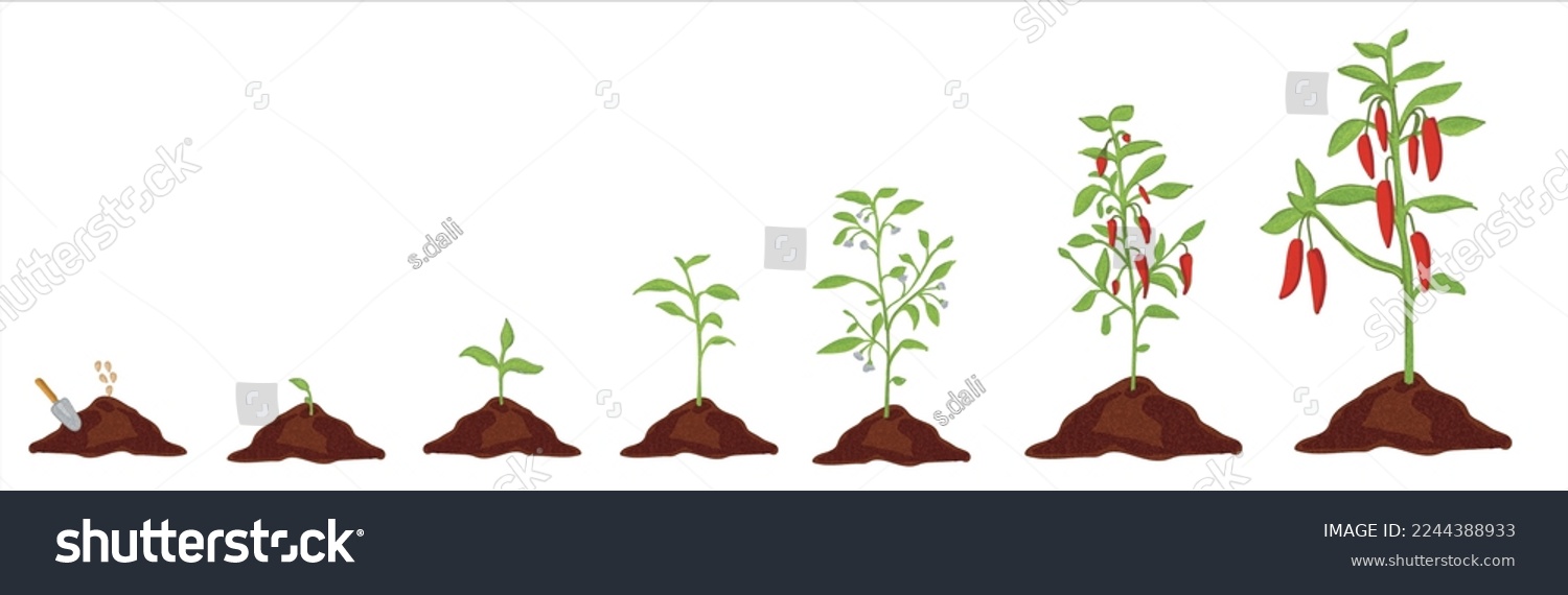 Growth stages of green pepper plant. Green - Royalty Free Stock Vector ...