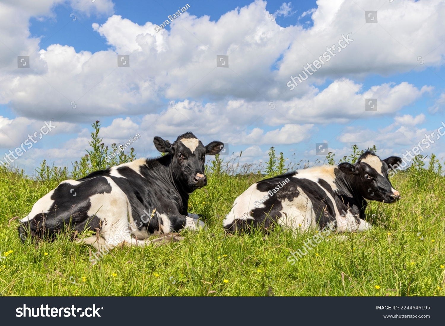 Two cows lazy lying down in the grass, cozy relaxed next to each other, black and white and copy space #2244646195