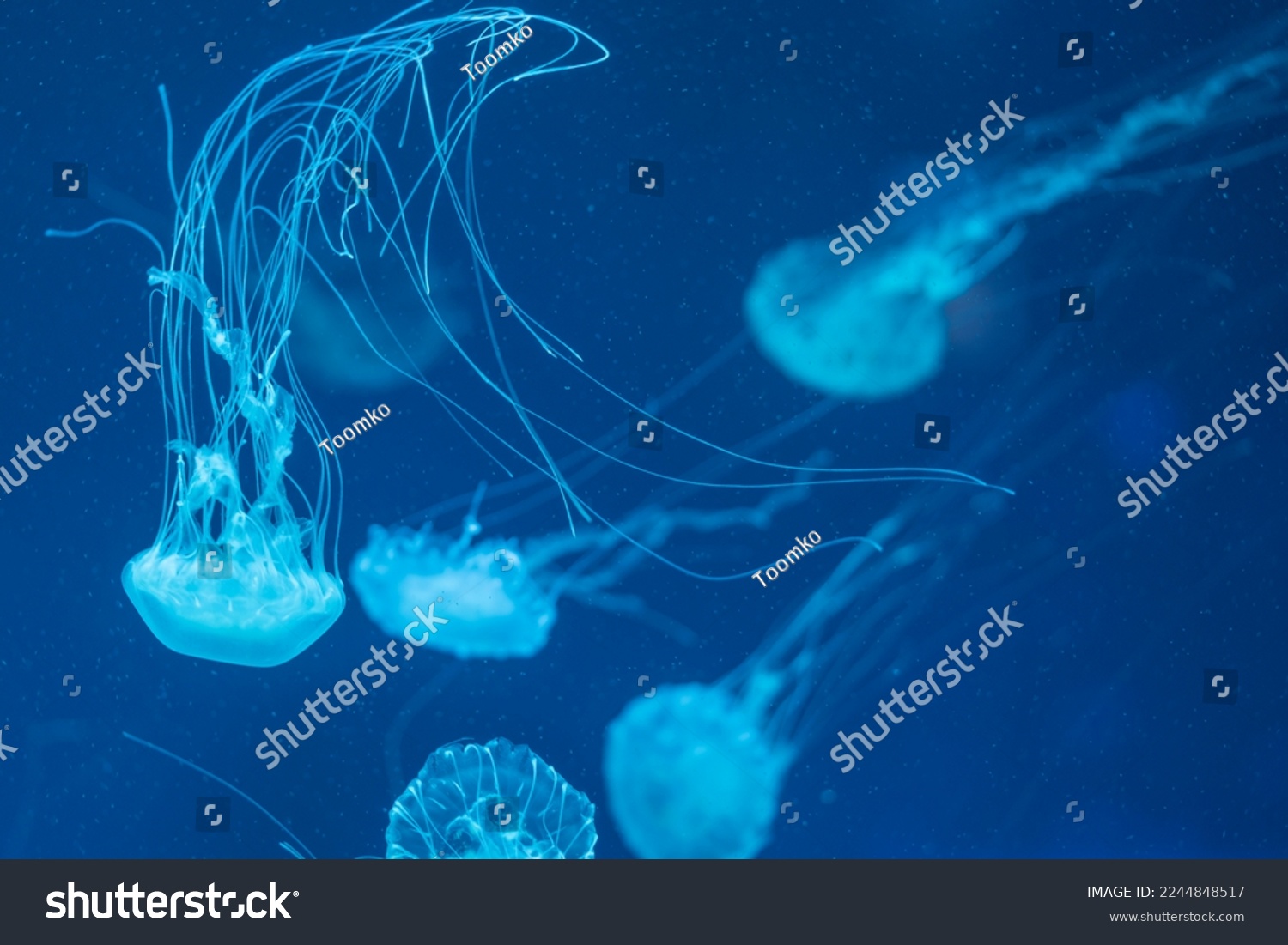Jellyfish floating in the ocean-sea, the light passes through the water, creating a volumetric ray effect. Dangerous blue jellyfish #2244848517