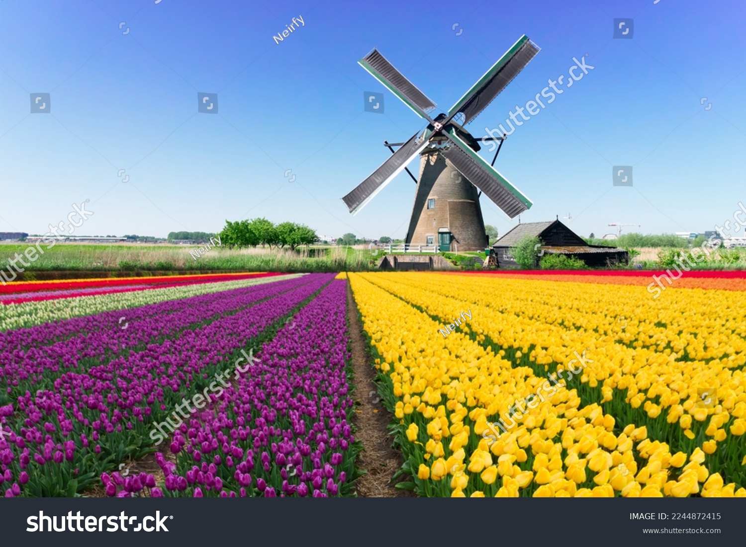 dutch windmill over yellow tulips field , Holland, retro toned #2244872415