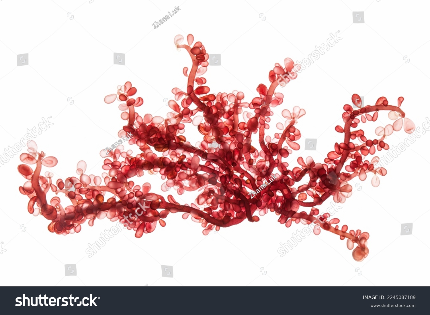 red sea grapes seaweed isolated on white background. #2245087189