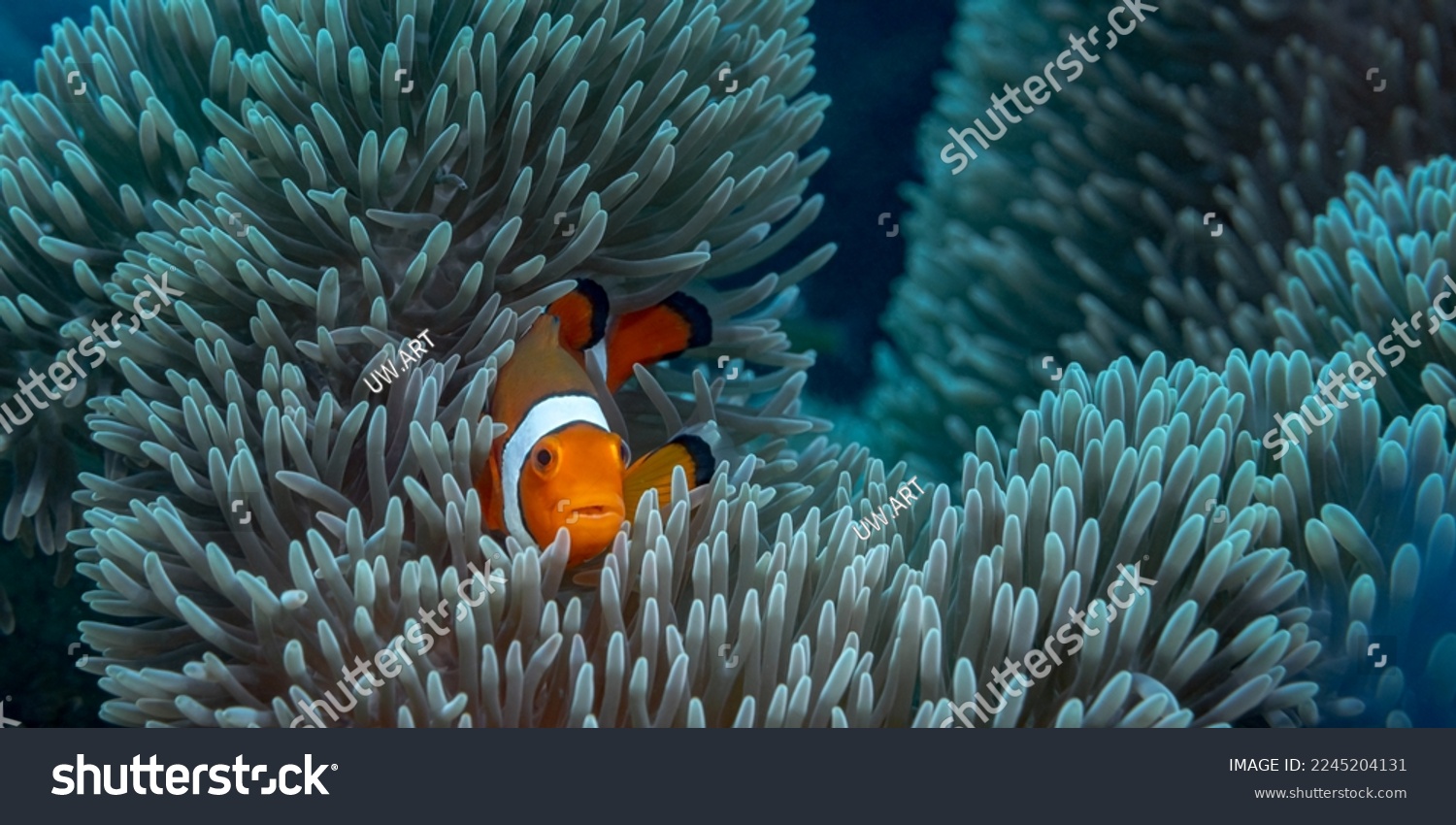 one small orange clownfish hiding in an anemone against the backdrop of turquoise ocean water. Diving in the pacific ocean. Wild world of the sea reserve. An interesting hobby. Seawater aquarium #2245204131