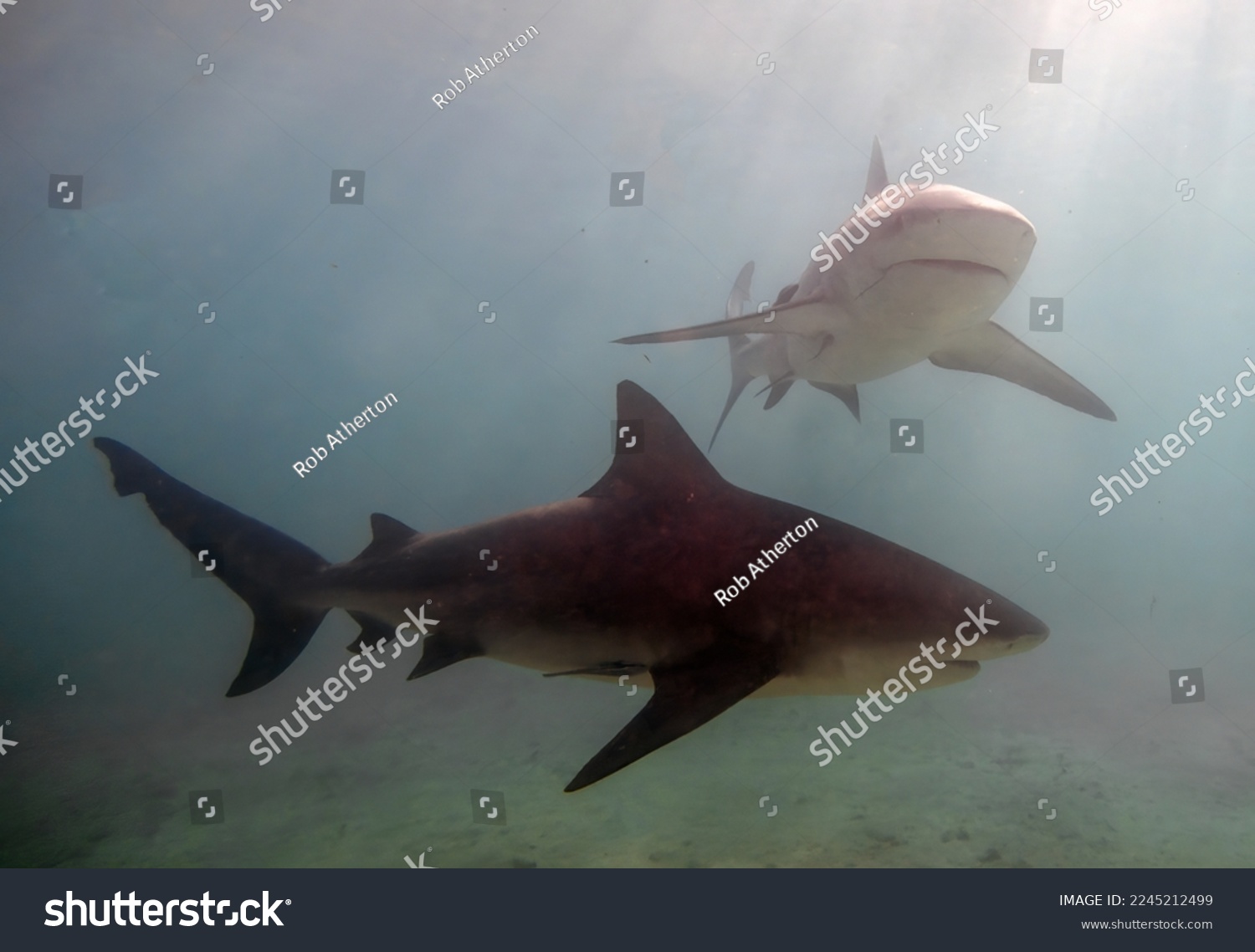 Bull Shark (Carcharhinus leucas) in Bimini, Bahamas #2245212499