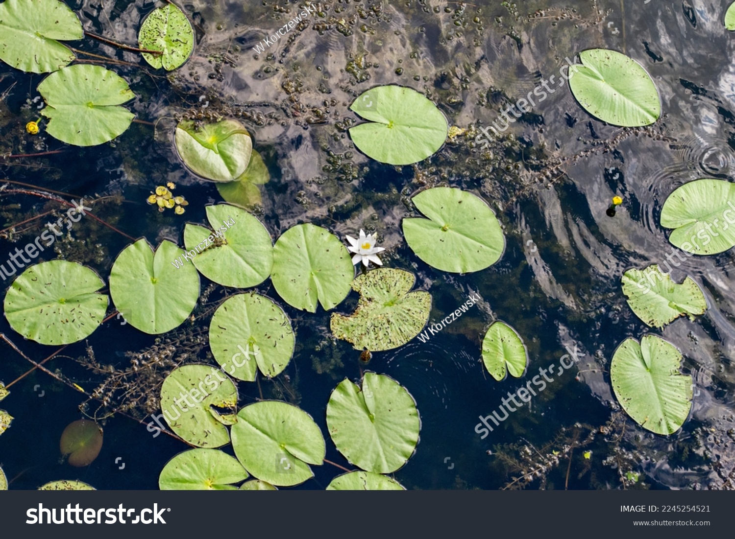 Duckweed leaves on the water and other aquatic plants on a sunny summer day. Summer. #2245254521