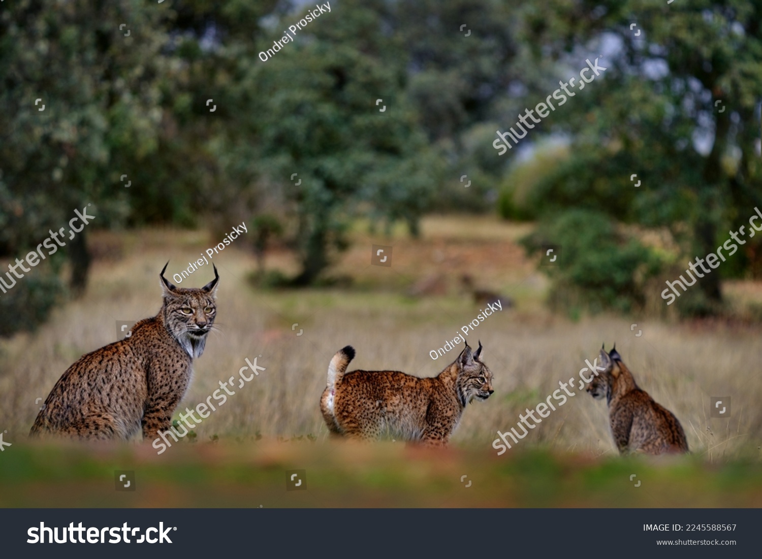 Iberian lynx, Lynx pardinus, mother with two young kitten, wild cat endemic to Iberian Peninsula in southwestern Spain in Europe. Rare cat walk in the nature habitat. Lynx family, nine month old cub. #2245588567
