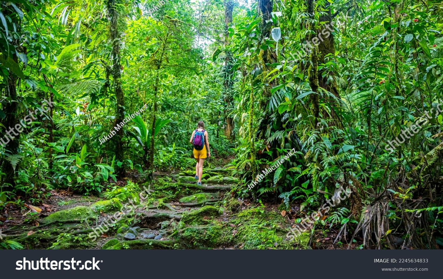 girl photographer walks through dense Costa Rican tropical rainforest; hiking through the jungle in Costa Rica's braulio carrillo national park near san jose #2245634833