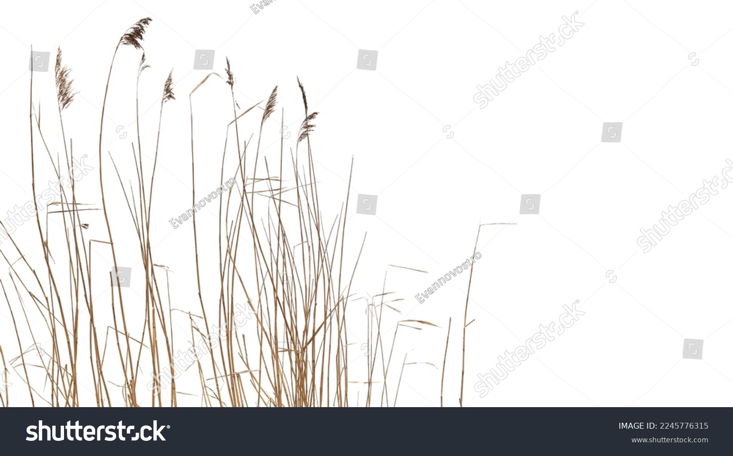 Dry coastal reed isolated on white background, natural winter photo #2245776315