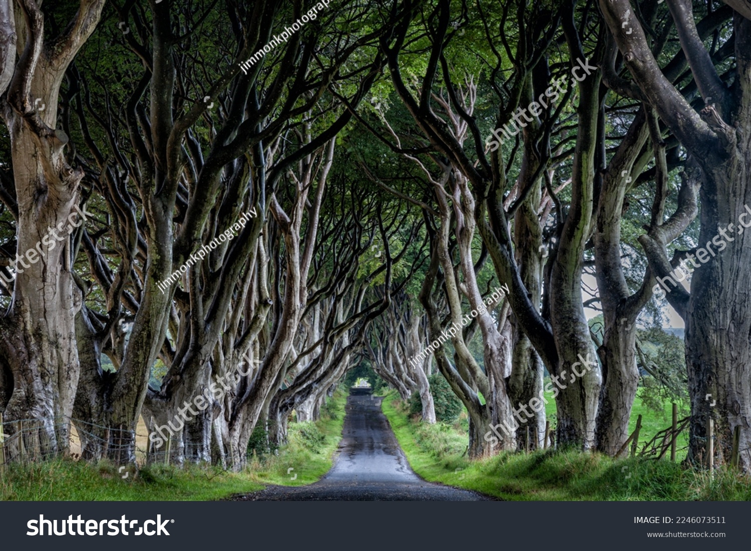 The 18th Century beech tree lined road known as the Dark Hedges in County Antrim, Northern Ireland.  #2246073511