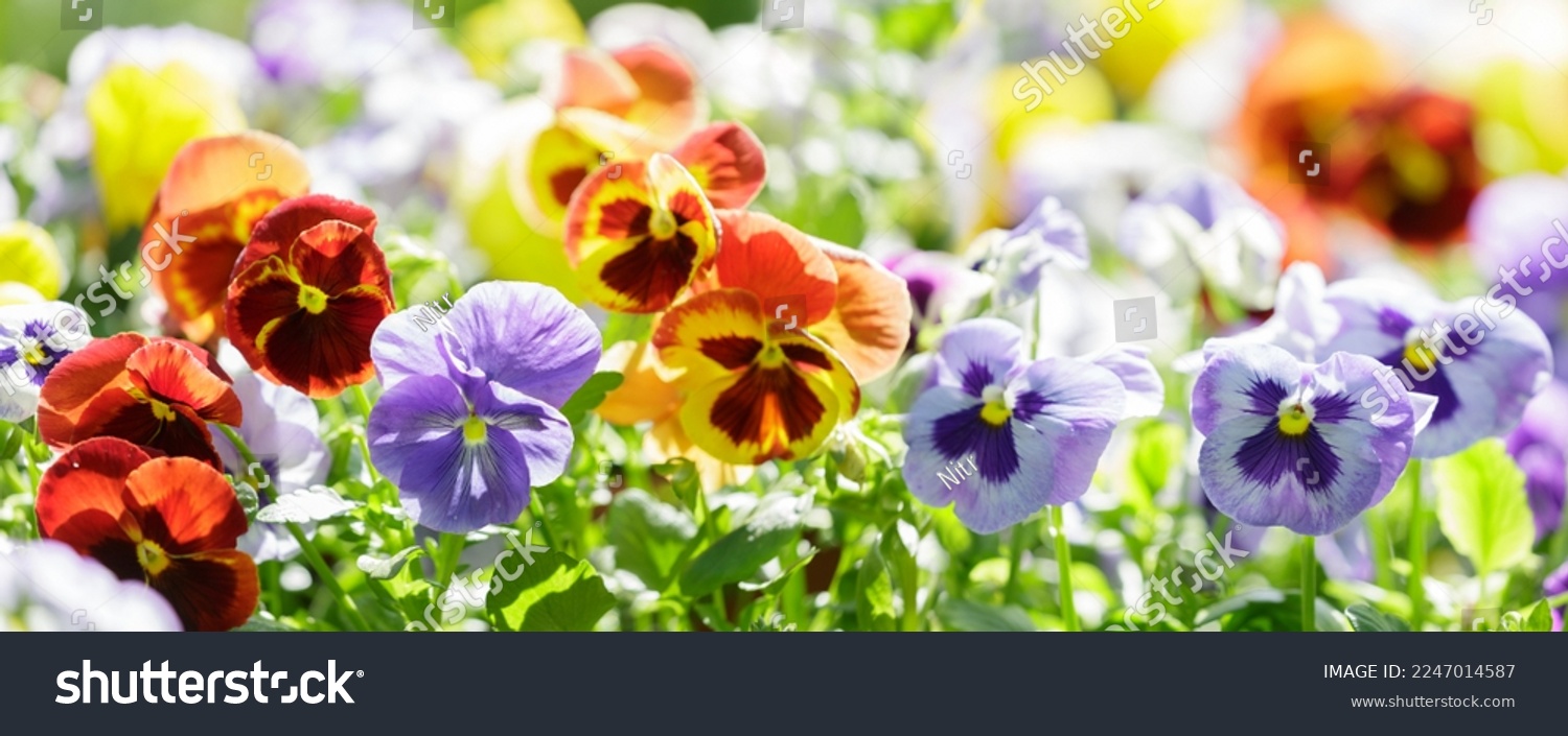 colorful pansy flowers in a garden #2247014587