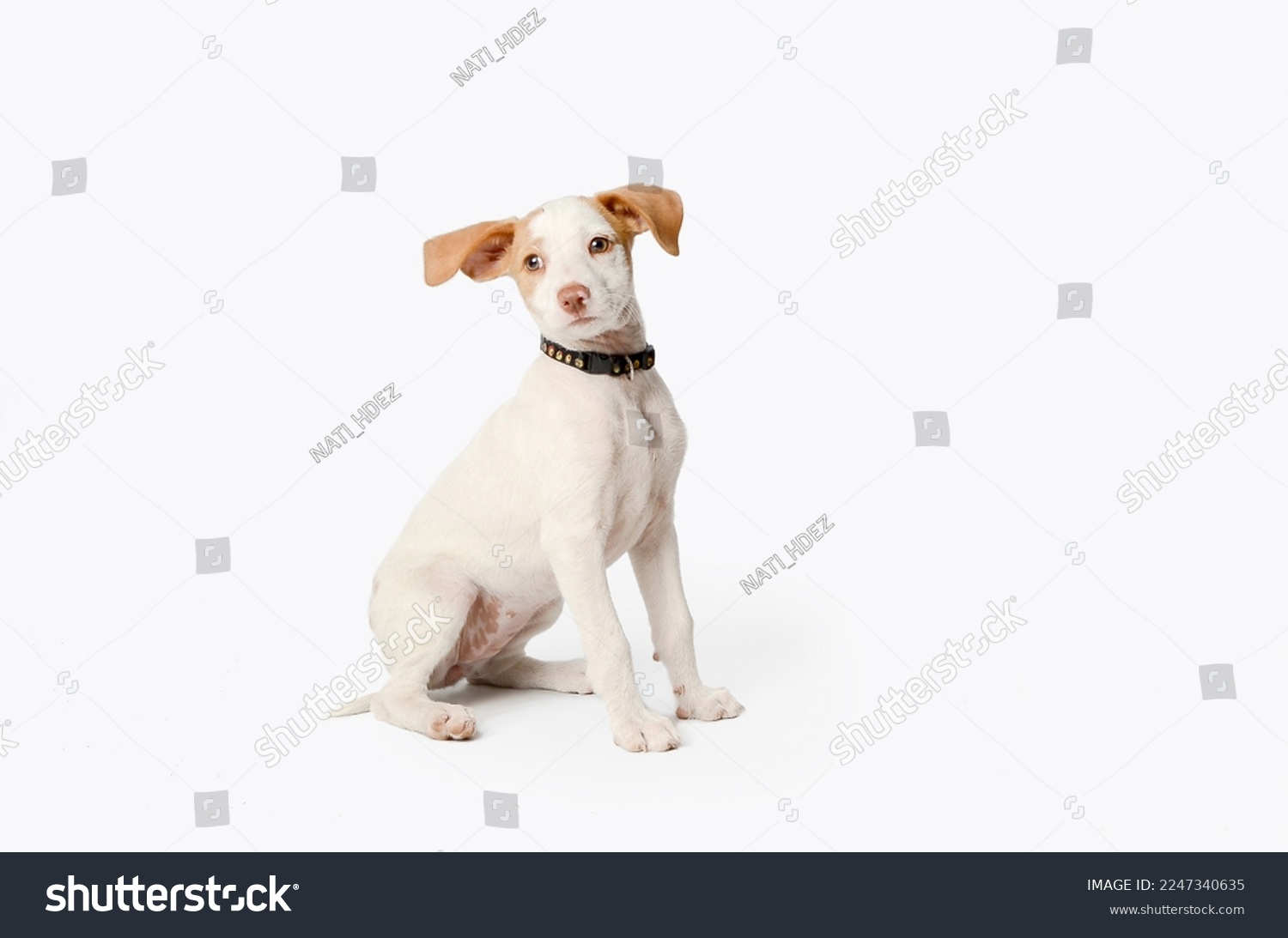Little podenco puppy dog ​​sitting on white background. #2247340635