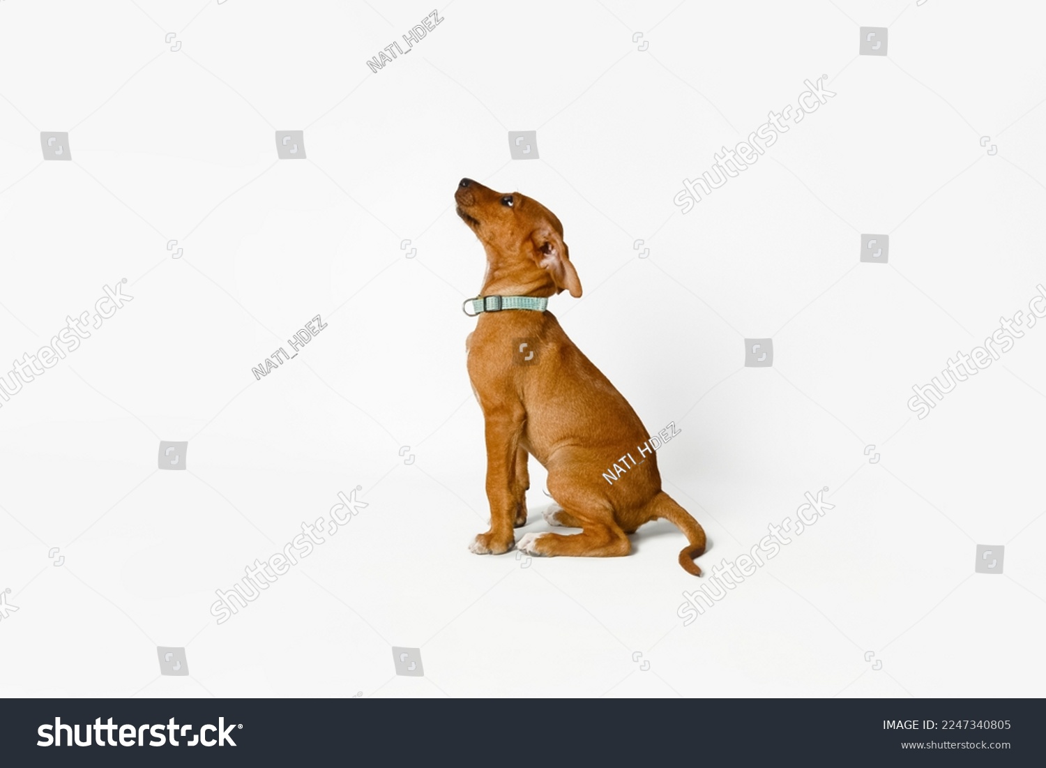 Brown puppy waiting for his treat after being told to sit isolated on white background. #2247340805