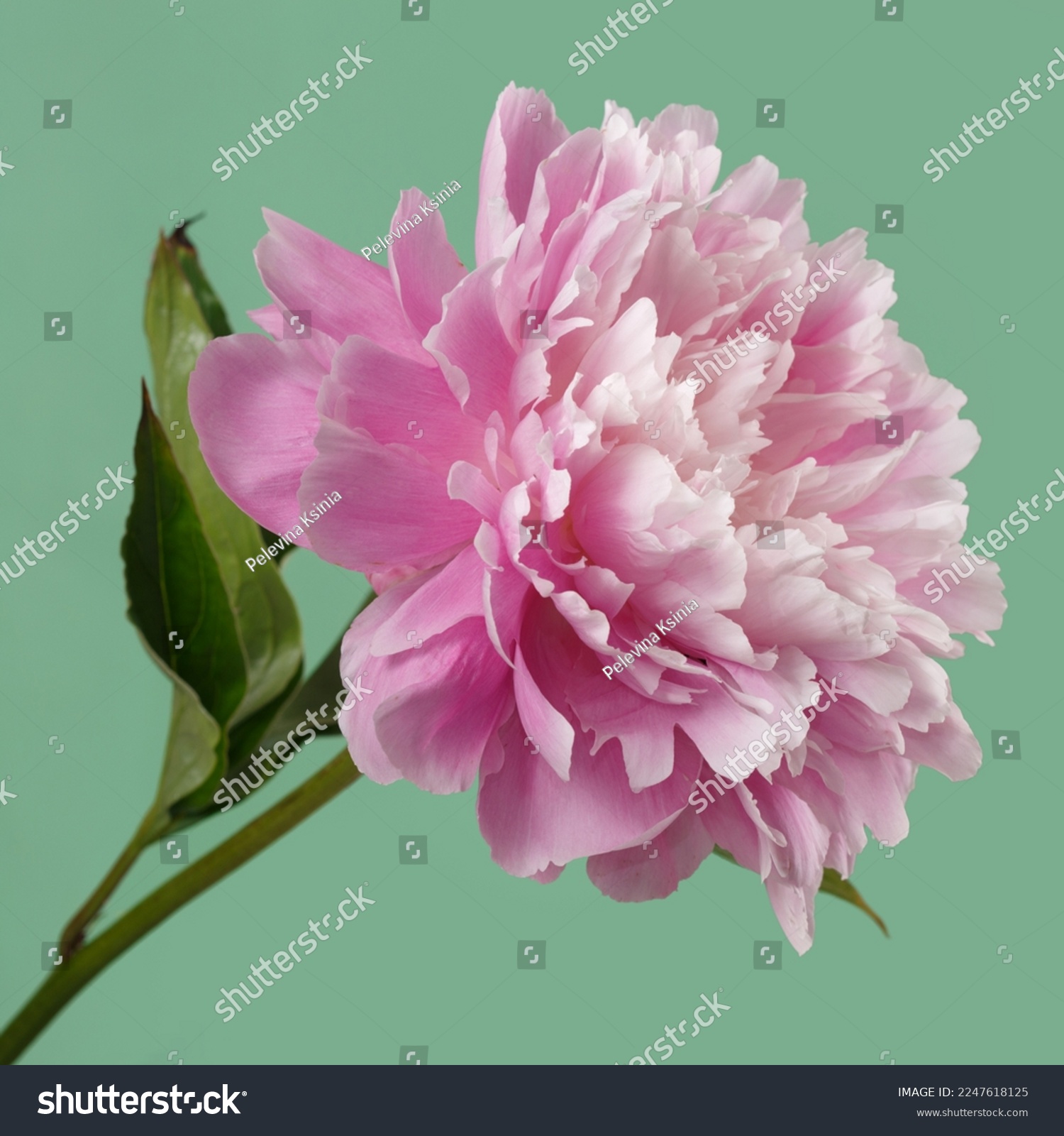 Soft pink peony flower isolated on light green background. #2247618125