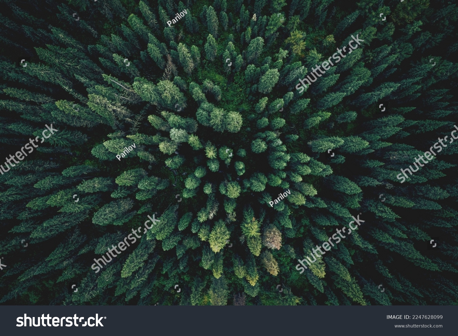 Aerial top view green forest and green trees in rural Altai, Drone photo. #2247628099