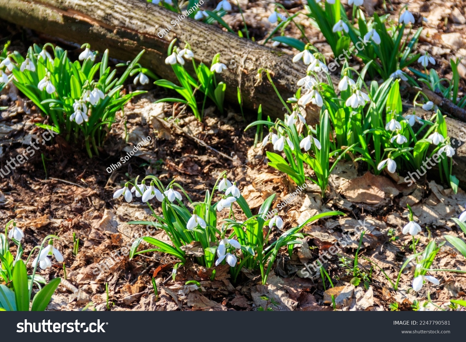White snowdrop flowers (Galanthus nivalis) in a spring forest #2247790581