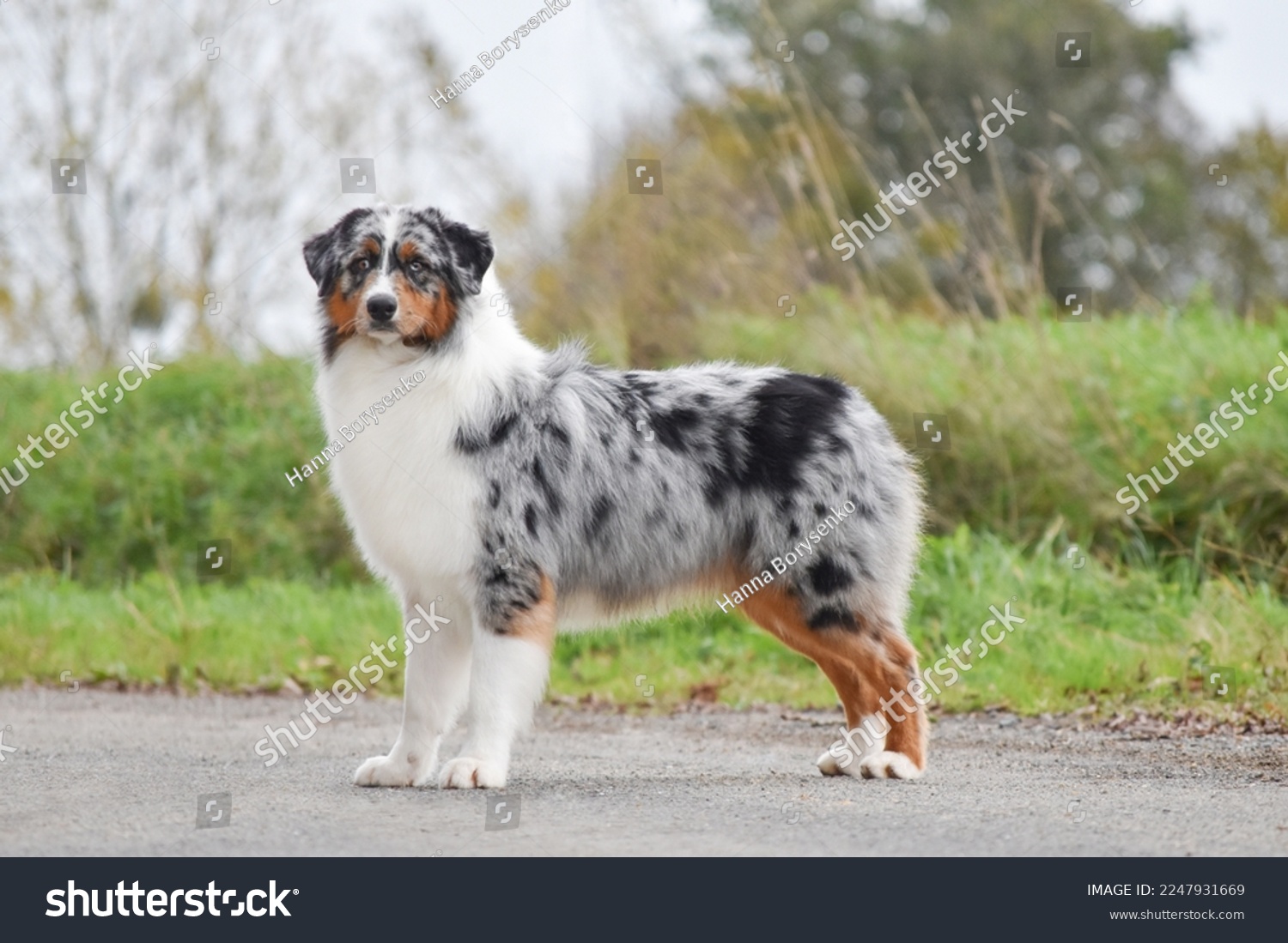 The dog australian shepherd stands sideways in full growth and looking at the camera #2247931669