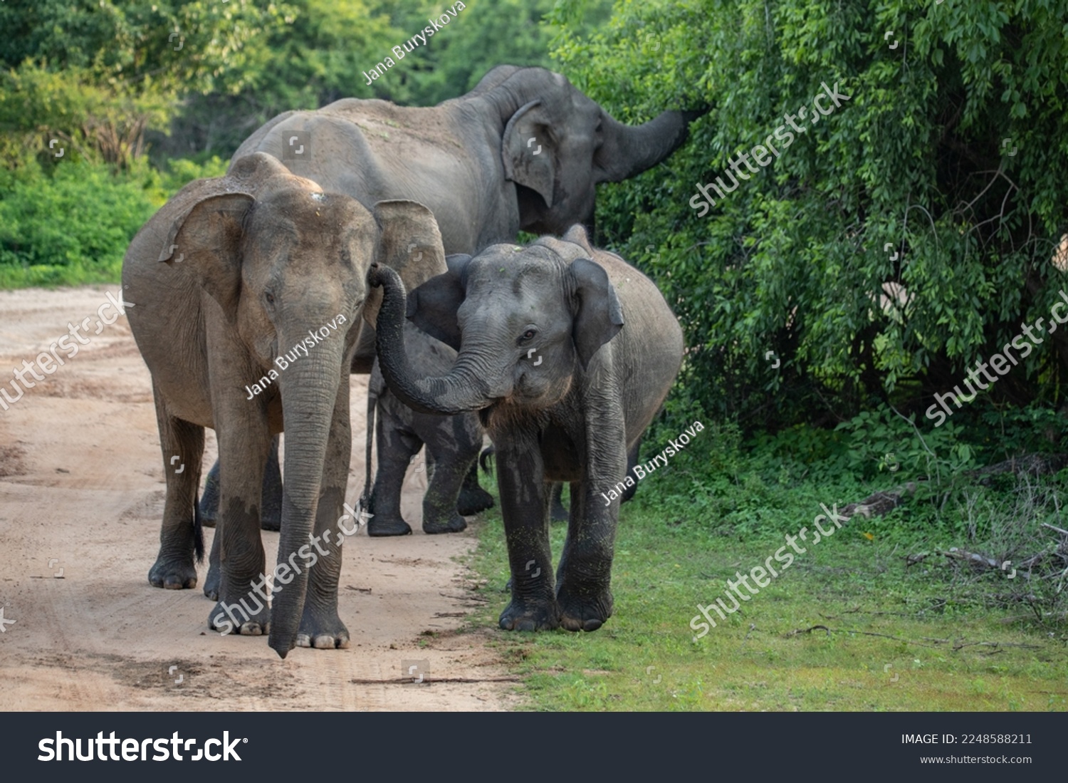 Elephant in Yala National park in Sri Lanka #2248588211