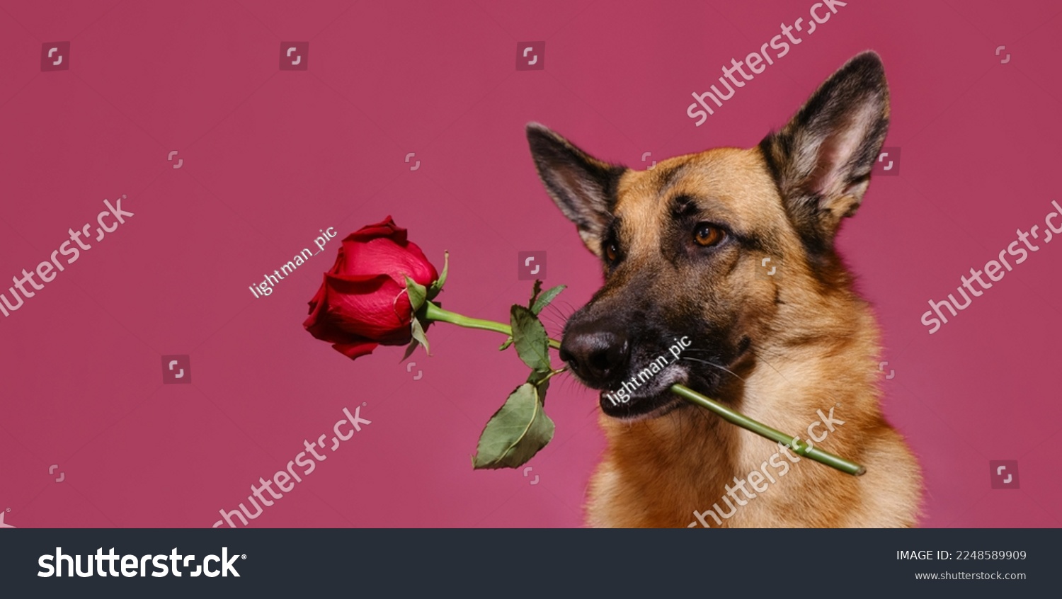 Concept of Valentine's Day. Isolated on pink background. German Shepherd holds one beautiful red rose in mouth. Gentleman dog with flower congratulates on woman's day or happy birthday. Copy space. #2248589909
