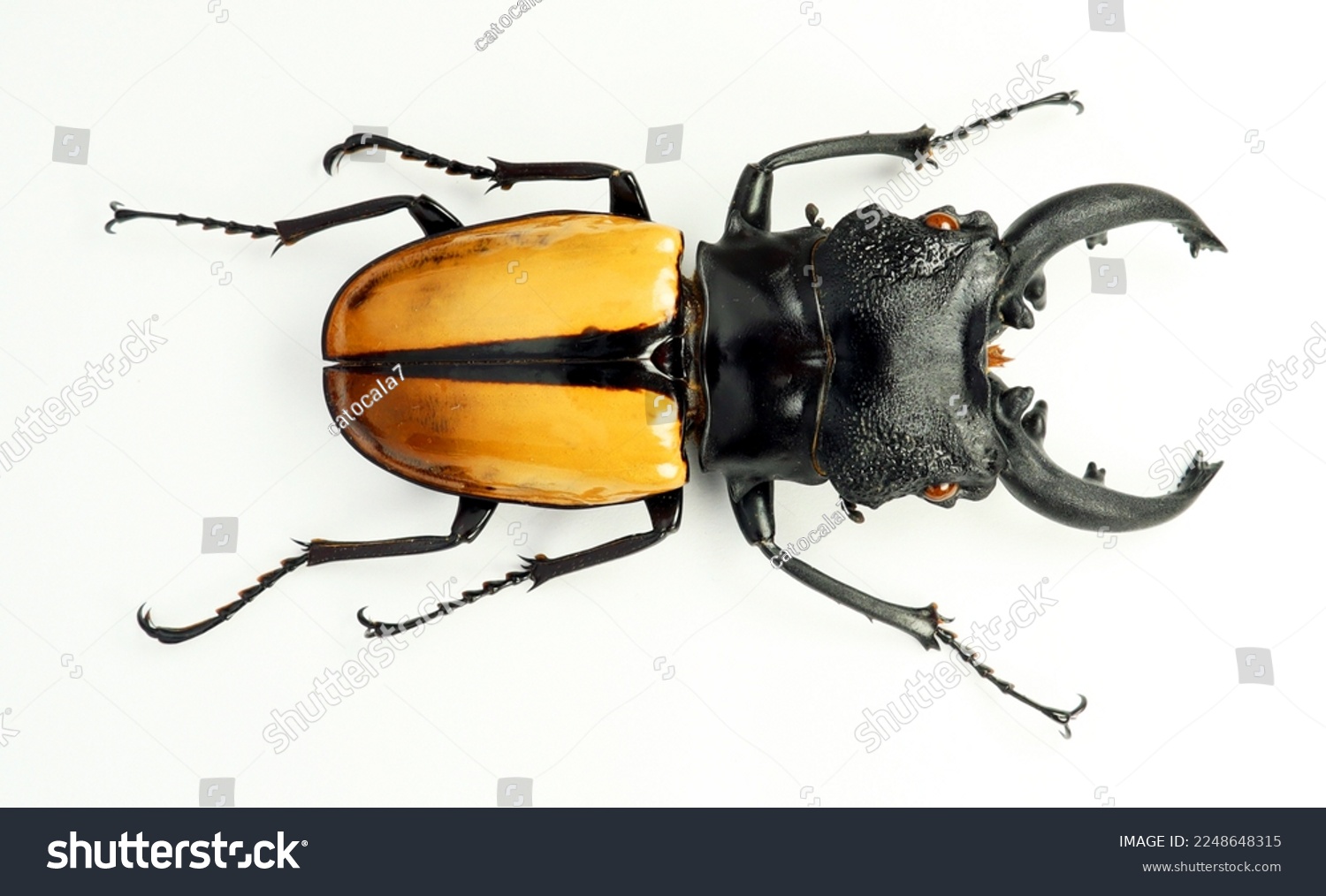 Yellow lucanus beetle isolated on white. Odontolabis ludekingi macro close up, lucanidae, collection beetles, insect #2248648315