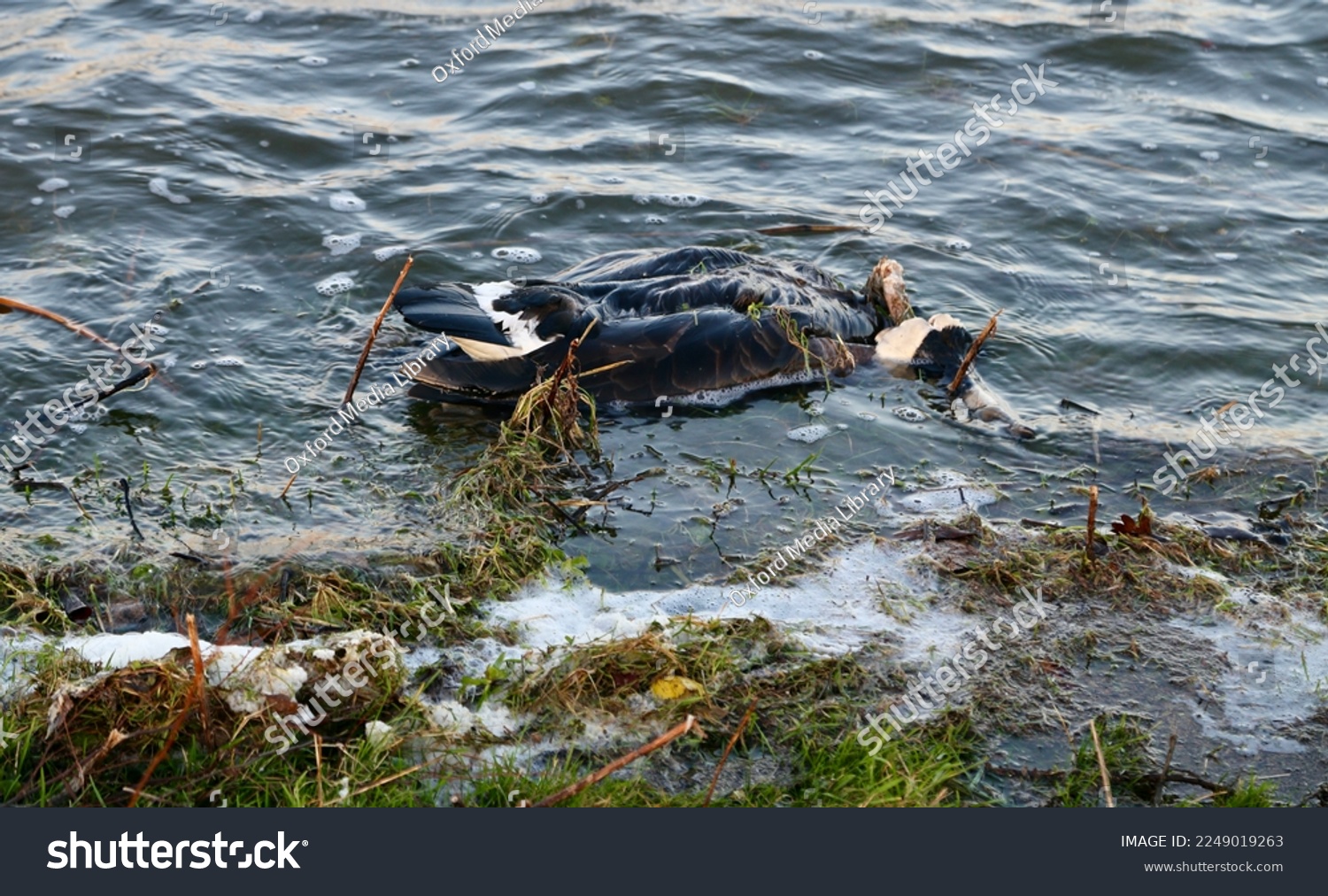Avian flu - dead and decomposing bird floating in dirty water H5N1 #2249019263