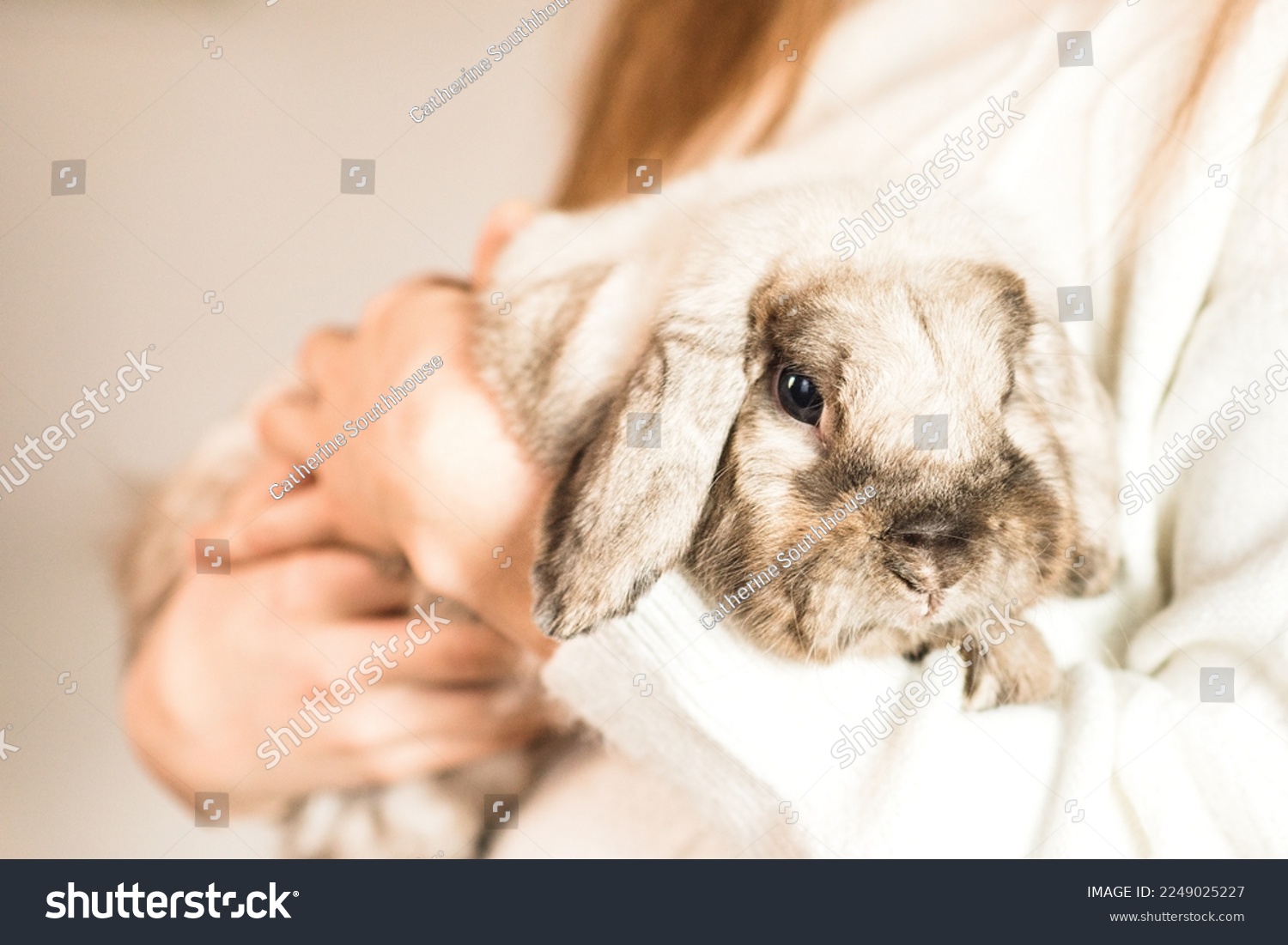 Girl hugs a cute white rabbit at home.a girl with a rabbit, bunny pet. close up #2249025227