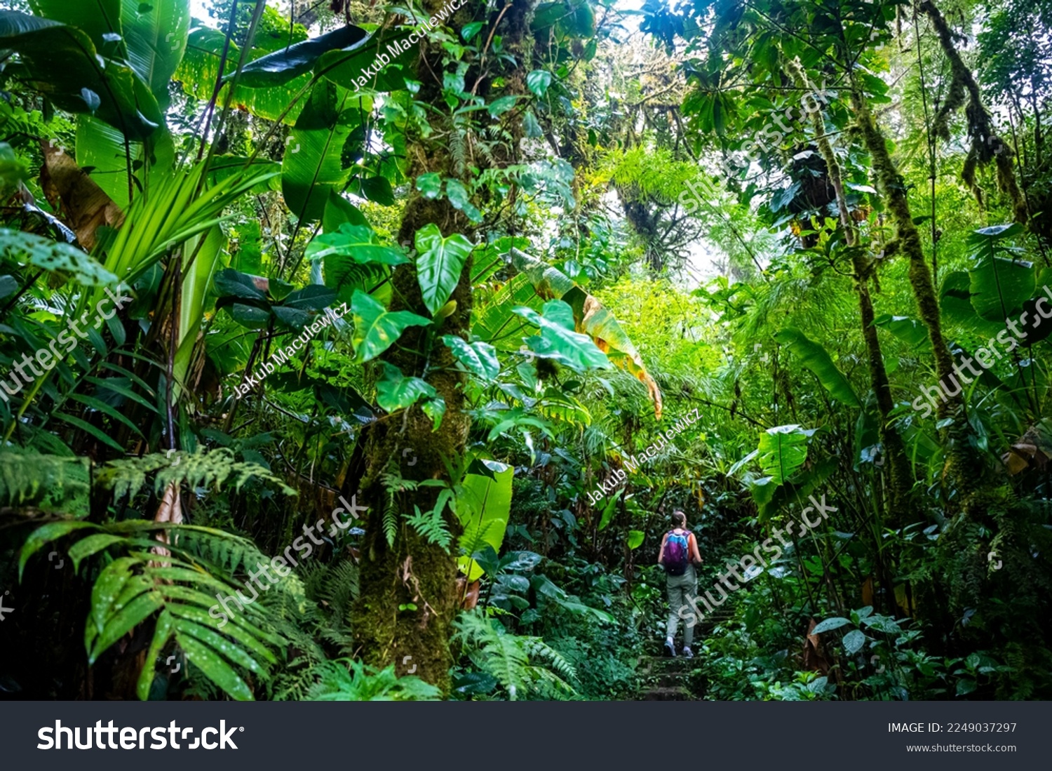 backpacker girl walks through dense jungle in monteverde cloud forest, Costa Rica; walk through fairy tale, magical tropical rainforest; wild nature of Costa Rica	 #2249037297
