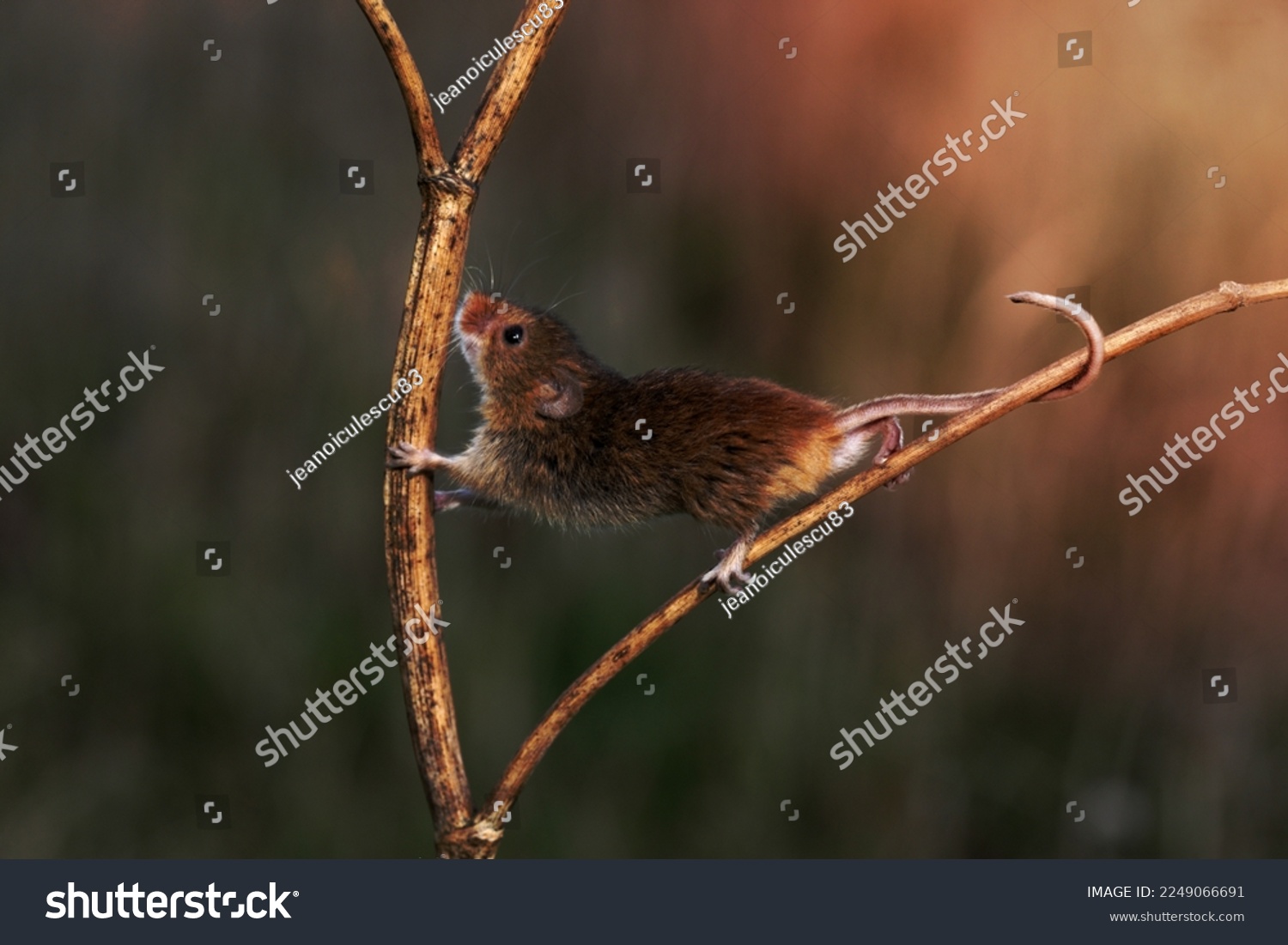 Harvest mouse, Micromys minutus, Midlands #2249066691