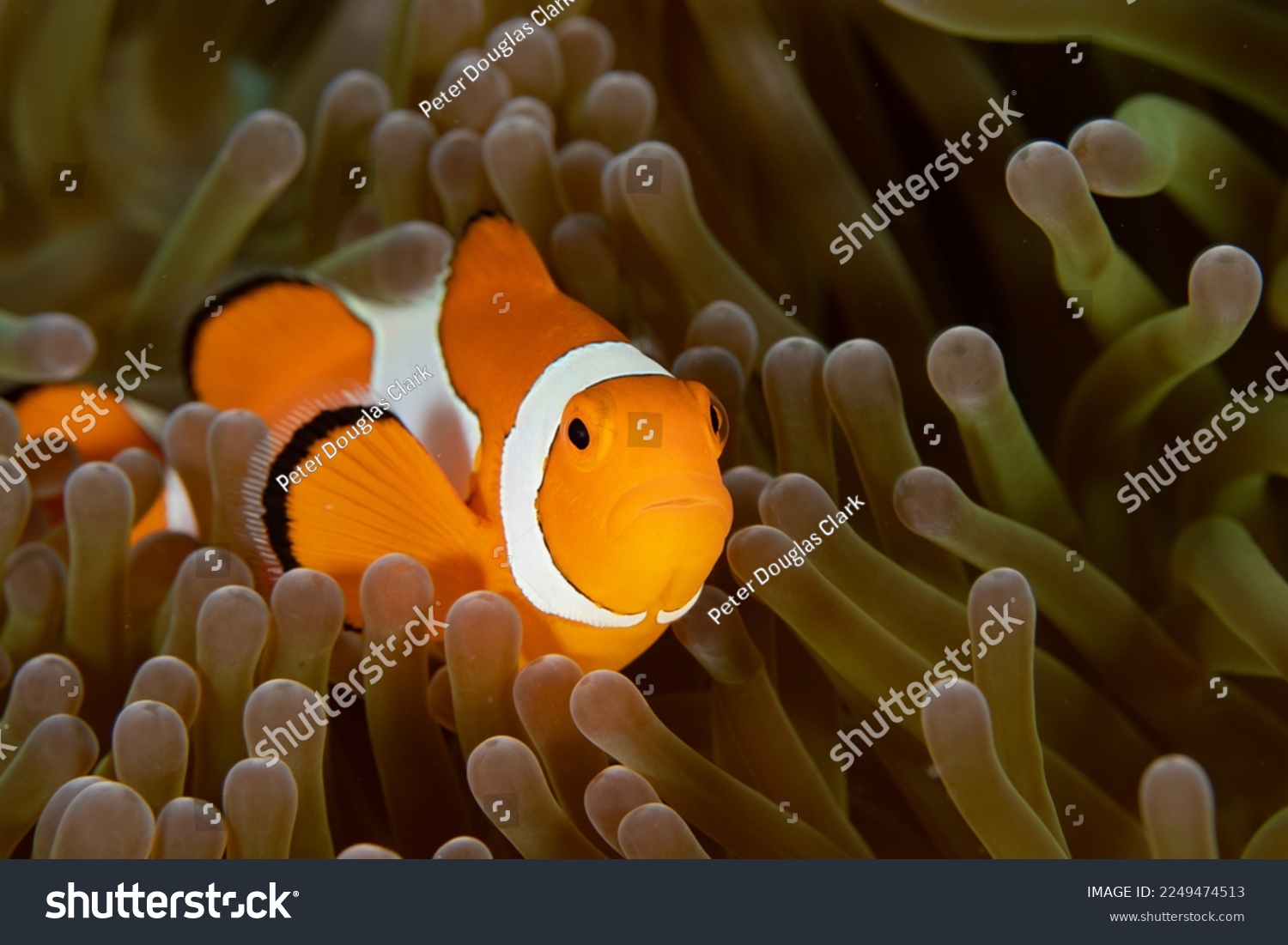 Ocellaris Clownfish (Amphiprion ocellaris) in an anemone on a coral reef in Raja Ampat, Indonesia. #2249474513