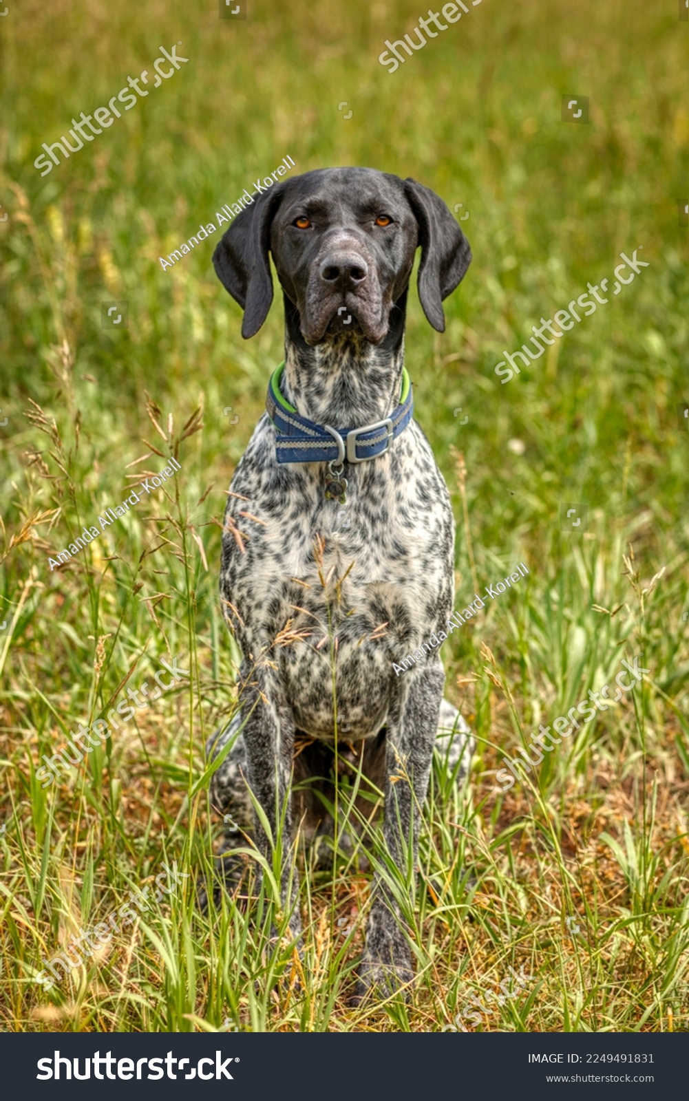 a black German Shorthair Pointer dog #2249491831