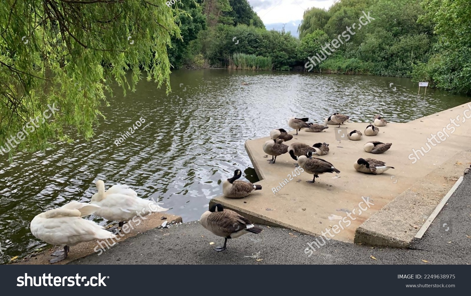 Various ducks enjoying near pond, London, UK, 24 Sep 2021 #2249638975